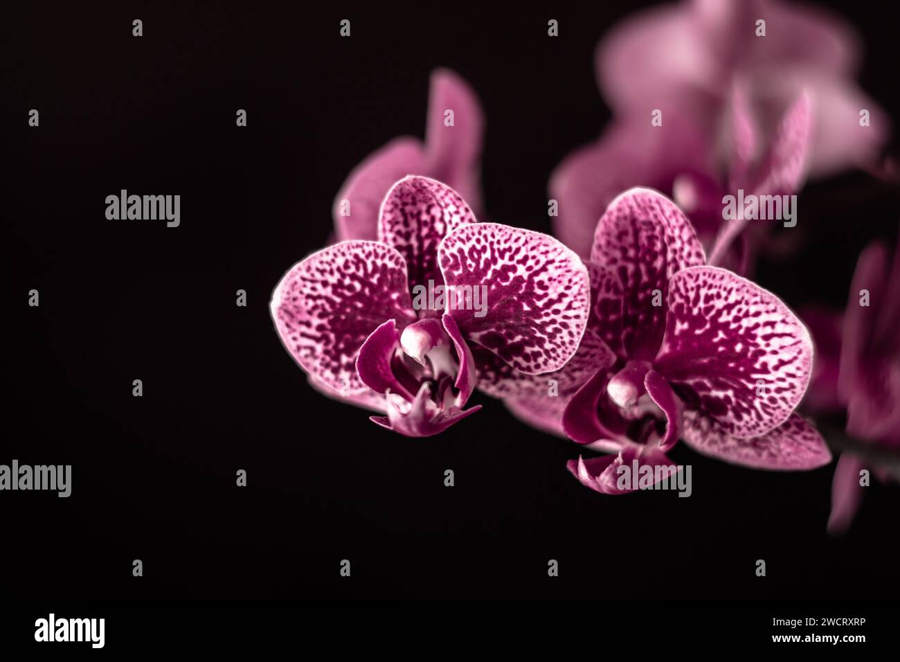Orchidee, rosa Orchidee, Hausblumen Stockfoto