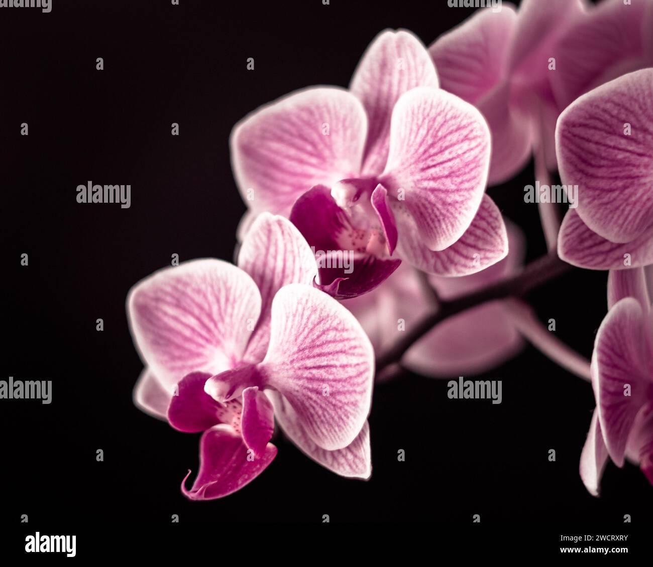 Orchidee, rosa Orchidee, Hausblumen Stockfoto
