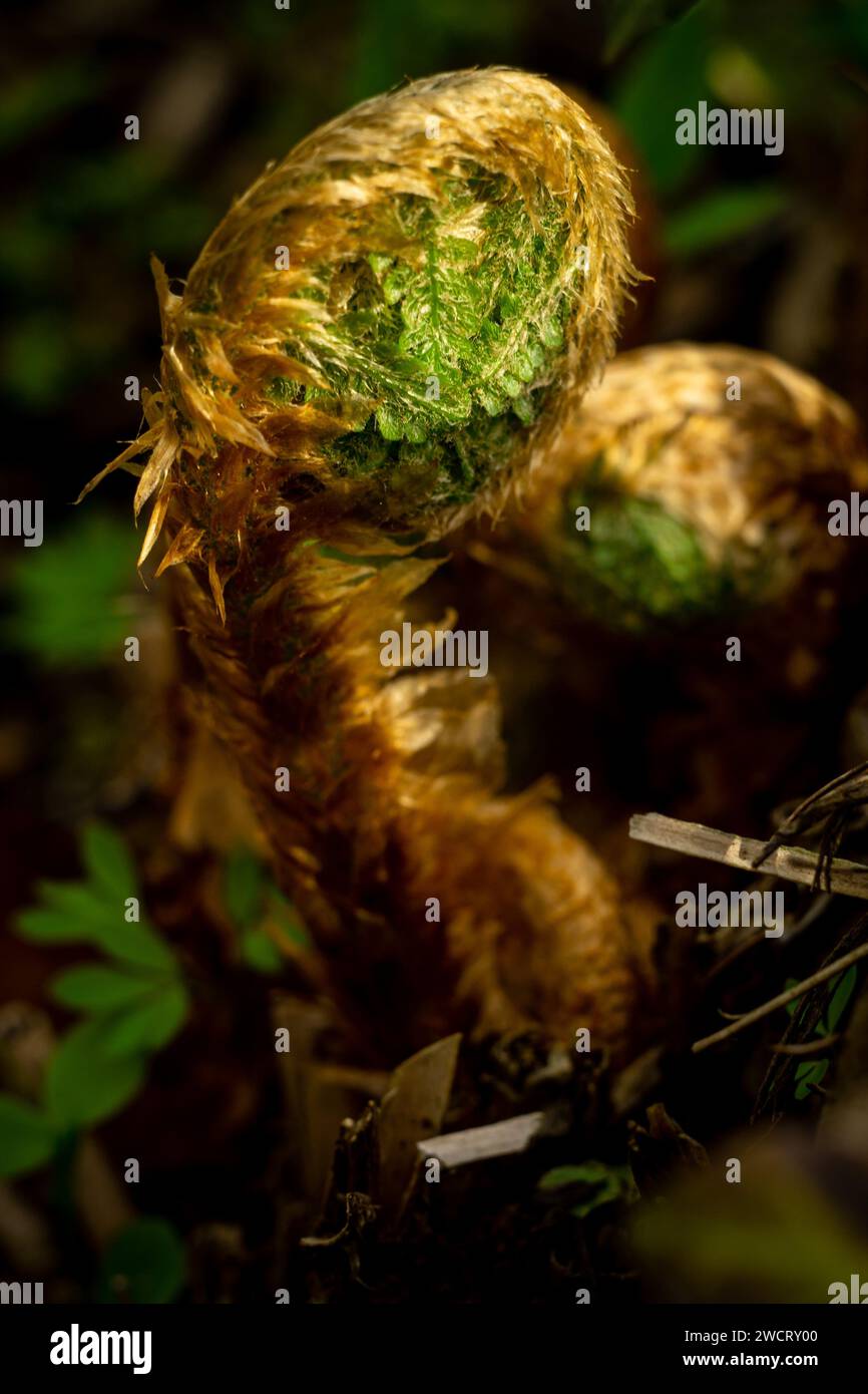 Junger Farnschoß, alpine Waldlandschaft, alpines Farnmakro Stockfoto