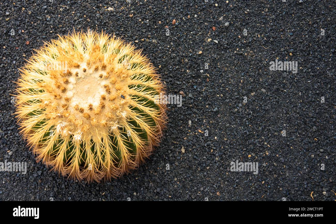 Nahansicht. Golden Barrel Cactus oder Echinocactus grusonii. Gesehen in Jardin de Cactus. Viel Platz für Text. Lanzarote, Kanarische Inseln, Spanien Stockfoto