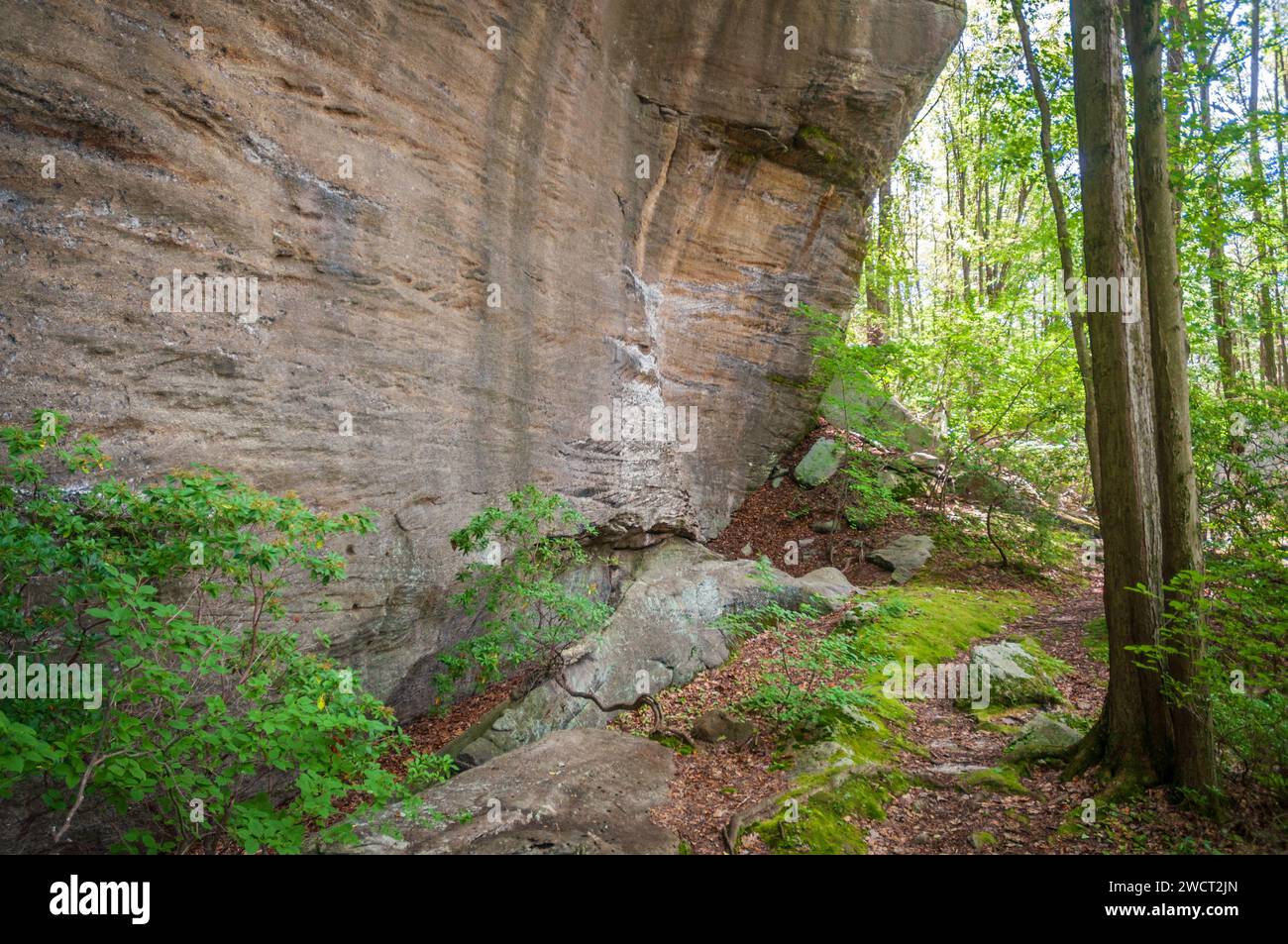 Massive Felsbrocken bei Rimrock im Allegheny National Forest Stockfoto