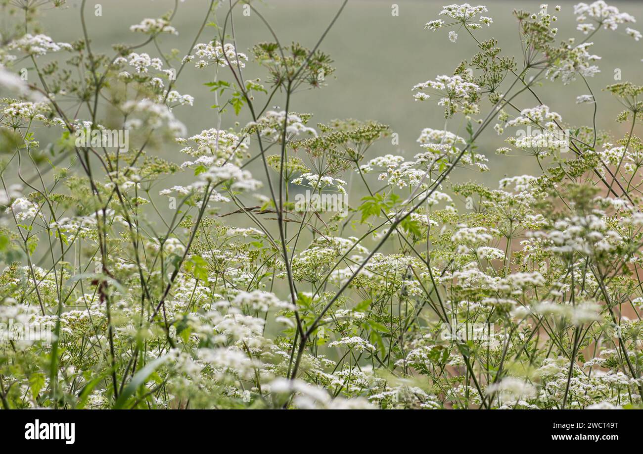 Kuh Petersilie Anthriscus sylvestris, wächst am Feldrand, Juni Stockfoto