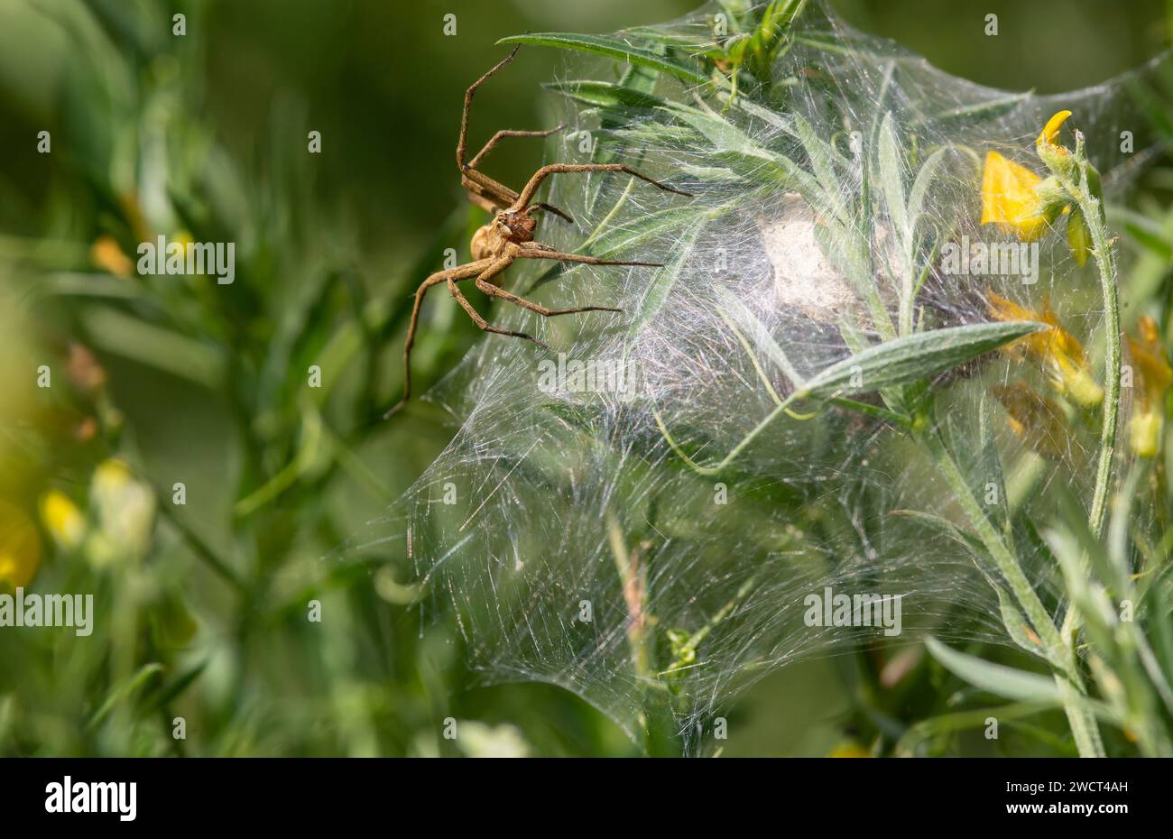 Pisaura mirabilis, die ihre Eier bewacht, Norfol, Juni Stockfoto