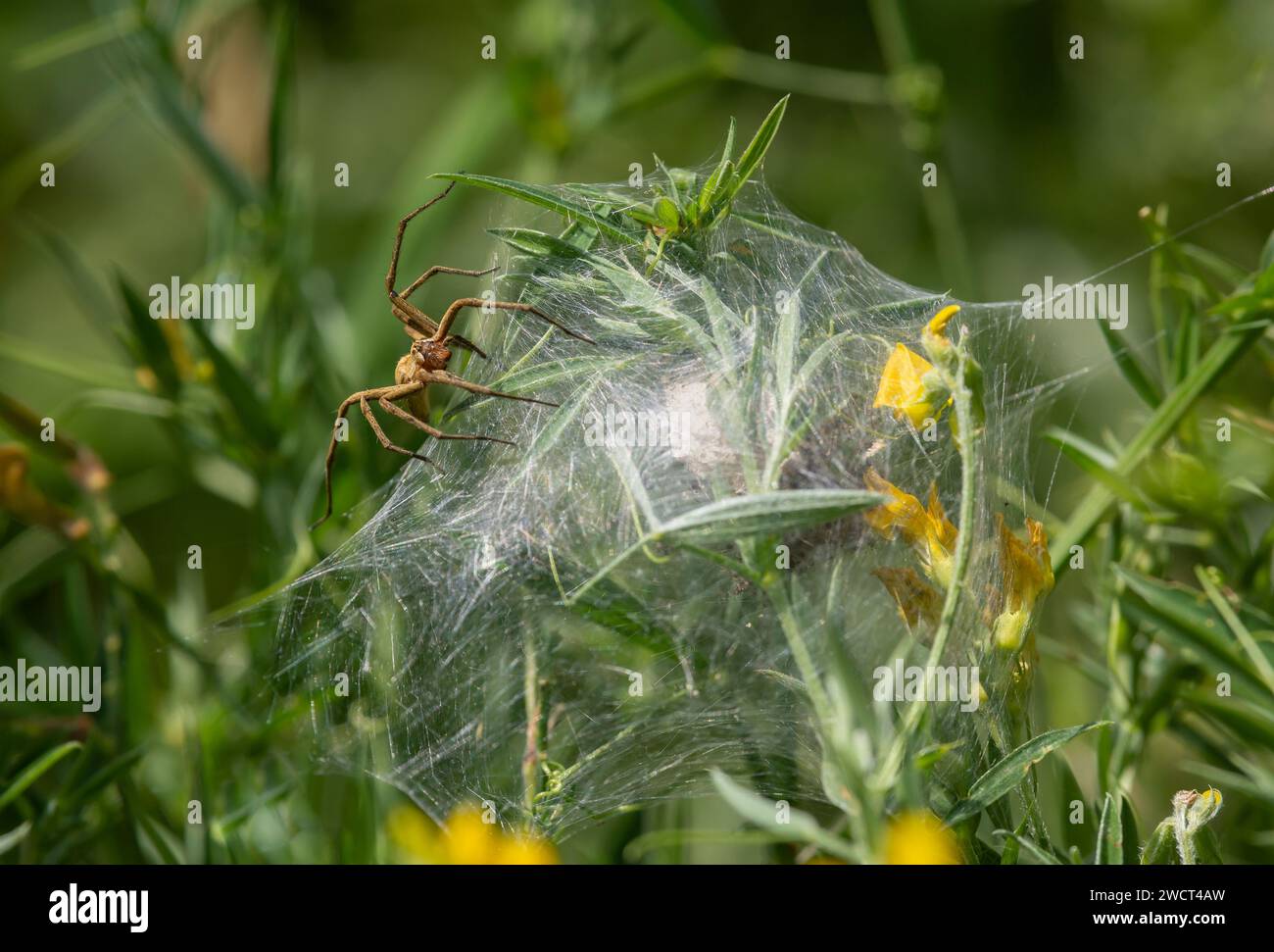 Die Spinnennetze im Kindergarten Pisaura mirabilis bewacht ihre Eier, Norfolk, Juni Stockfoto