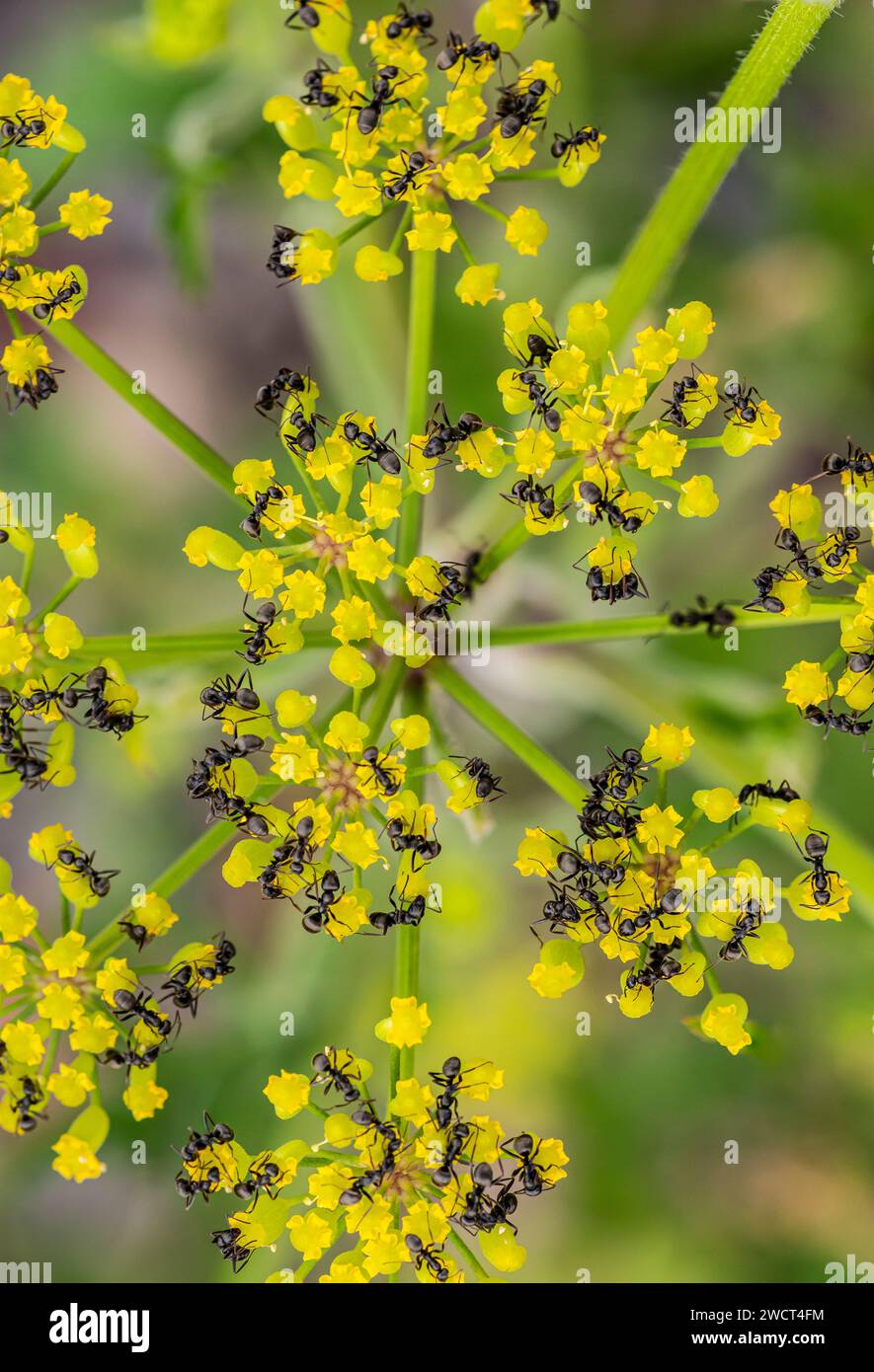 Black Garden Ameisen Lasius niger, Fütterung von wilden Fenchelpollen, wilde industrielle Buschland, Teesside, Juli Stockfoto