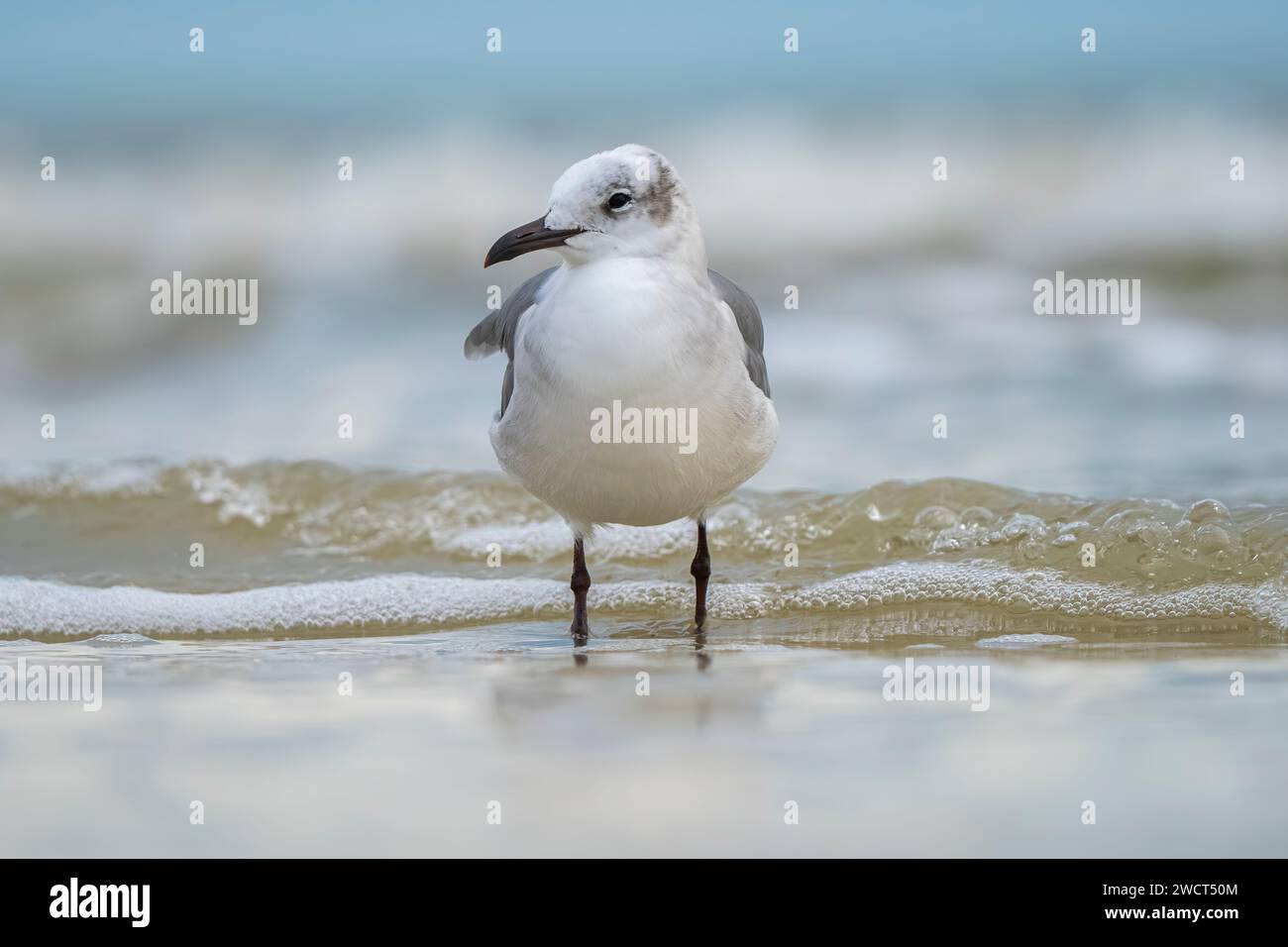 Eine einsame Möwe steht anmutig im ruhigen, flachen Wasser eines unberührten Strandes. Stockfoto