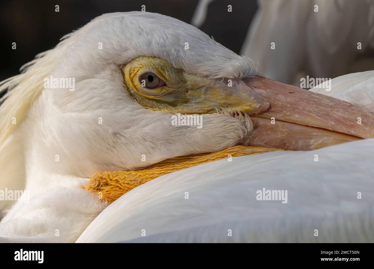 Eine detaillierte Nahaufnahme eines majestätischen weißen Pelikans. Stockfoto