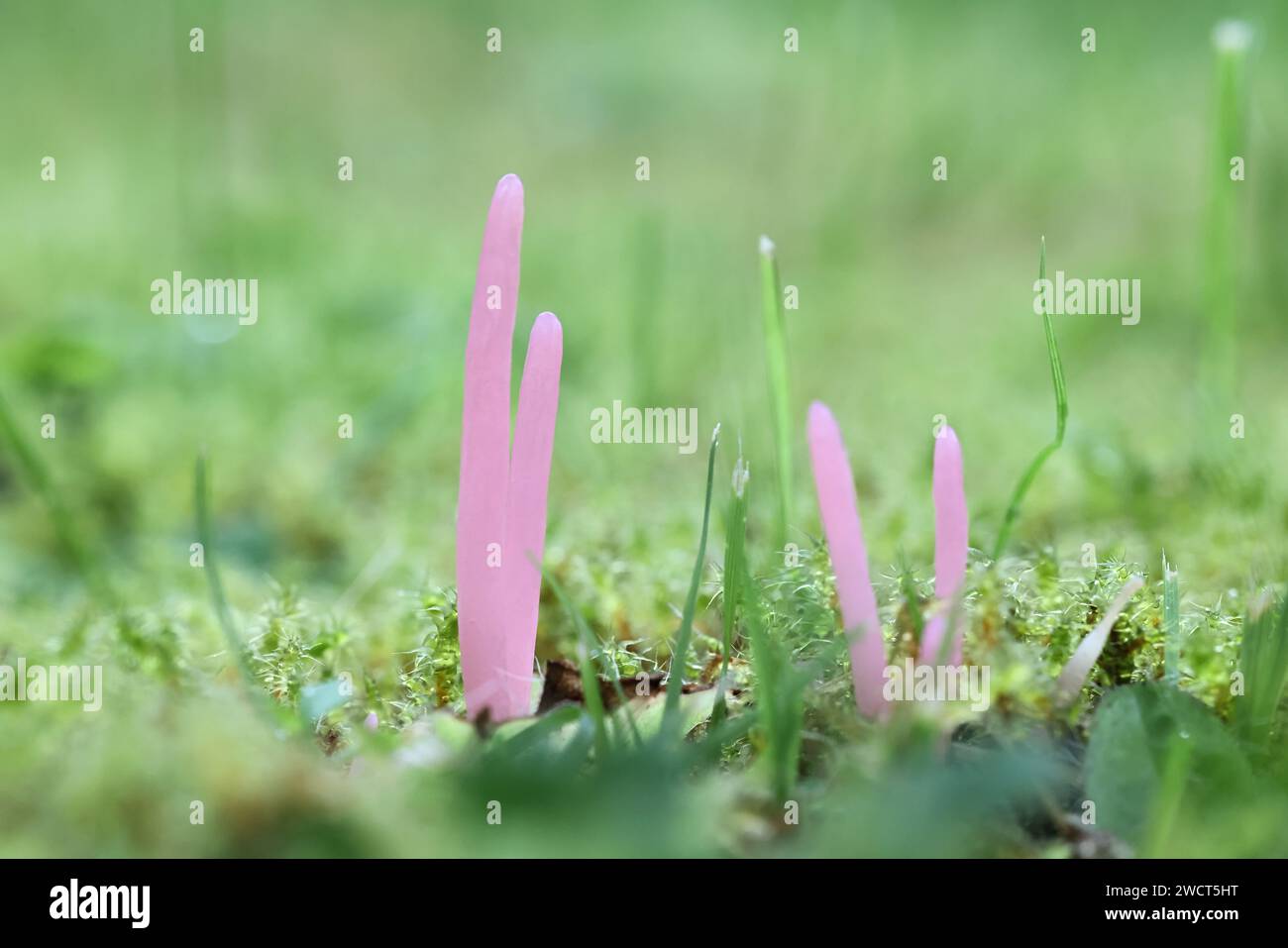 Clavaria rosea, bekannt als Rosenspindeln, wilder Pilz aus Finnland Stockfoto