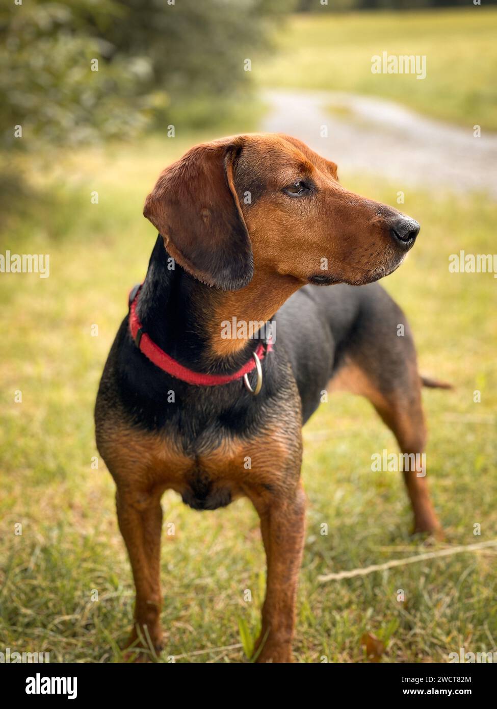 Ein entzückender Schiller-Hund im Freien, der seine Umgebung aufmerksam nach Essen sucht Stockfoto