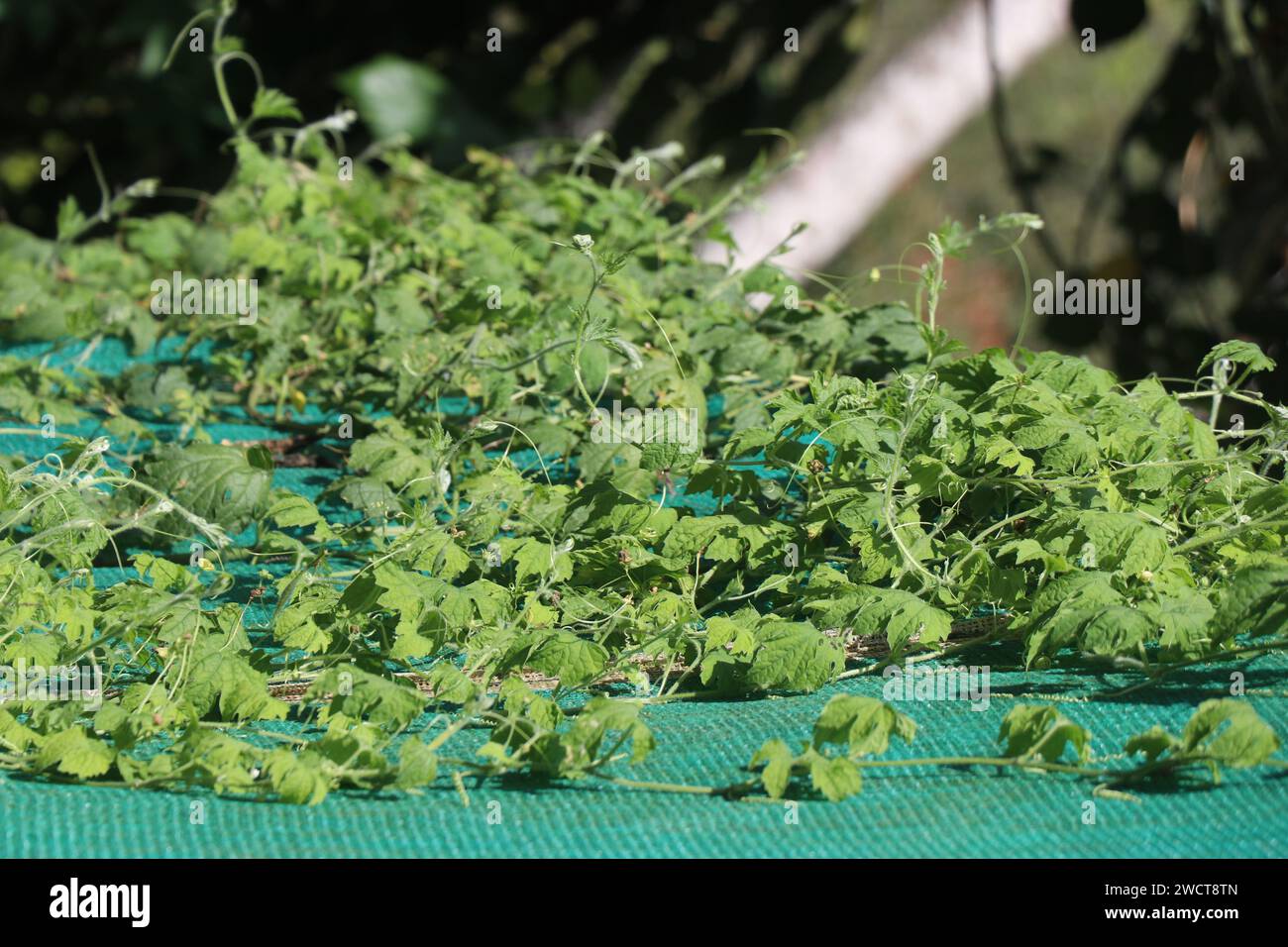 Gruppe von Bitterkürbis-Reben, die auf dem heimischen Gemüsegarten wachsen. Heranwachsende Kürbispflanzen Stockfoto
