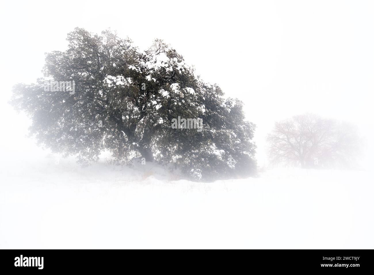 Ätherischer Blick auf eine große Eiche mit Zweigen, die stark mit Schnee beladen sind, teilweise von einem dicken weißen Nebel im Guadalajara-Wald umhüllt Stockfoto