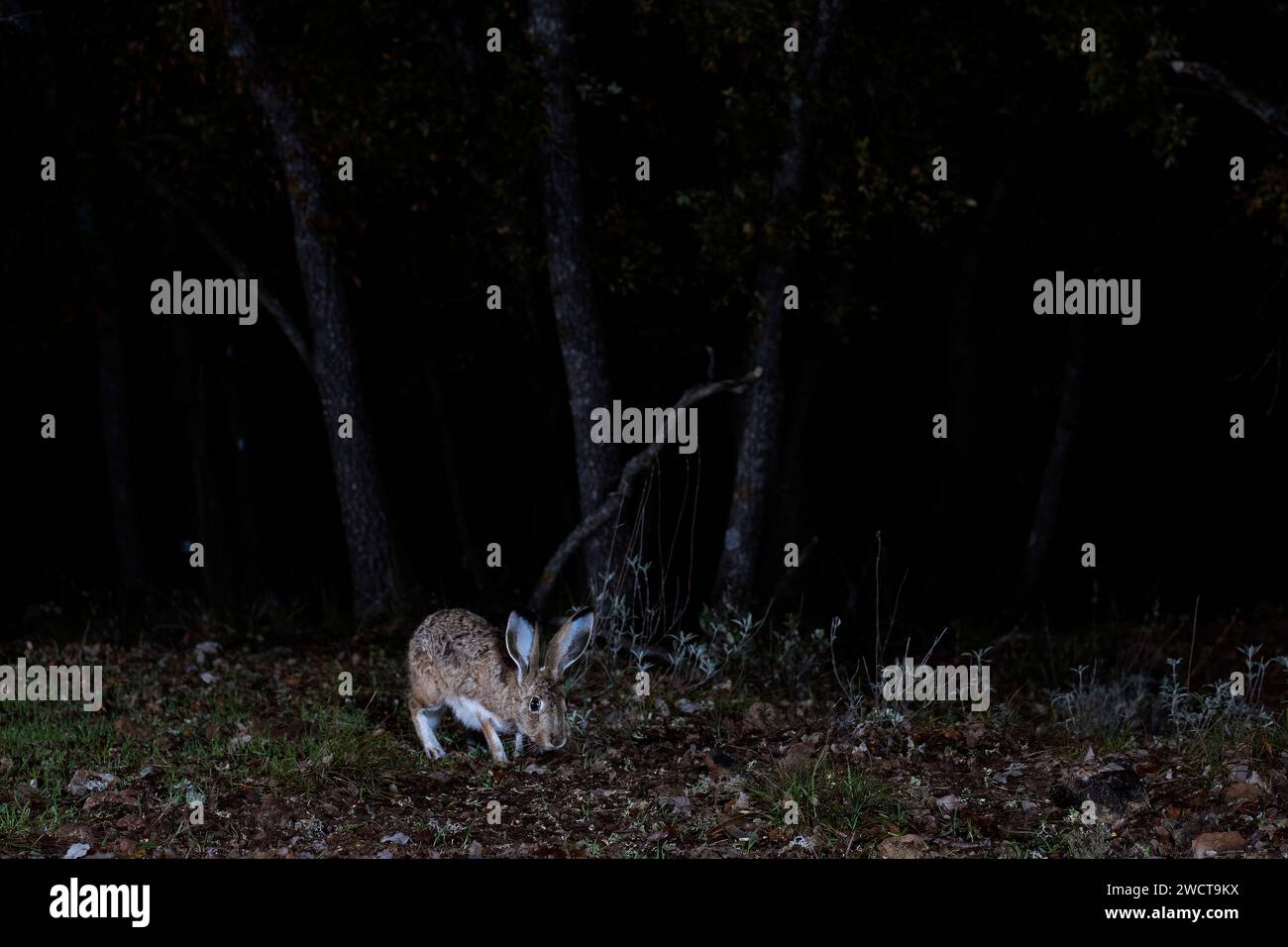 Ein Berghase, der in einer nächtlichen Umgebung gefangen wird, mit seinen großen Augen und Ohren, während er auf einer Waldlichtung weidet Stockfoto