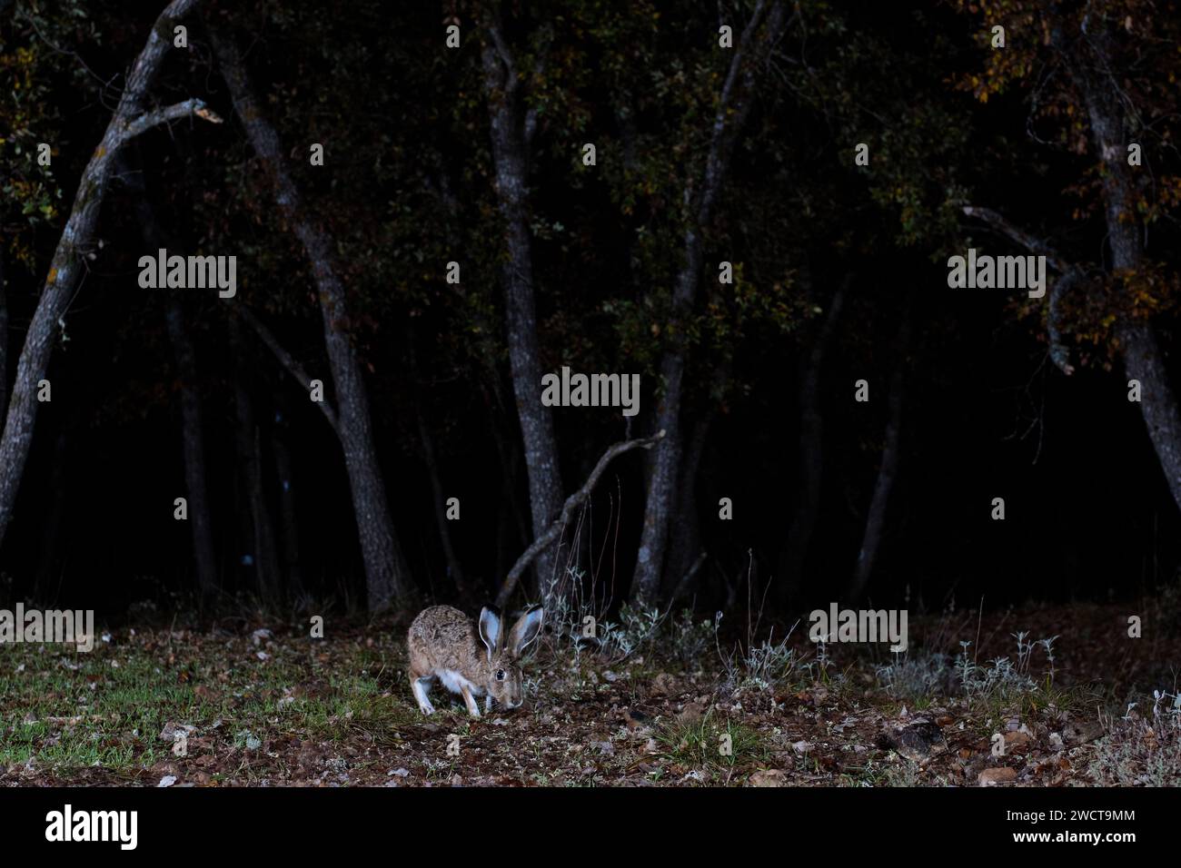 Ein Berghase, der in einer nächtlichen Umgebung gefangen wird, mit seinen großen Augen und Ohren, während er auf einer Waldlichtung weidet Stockfoto