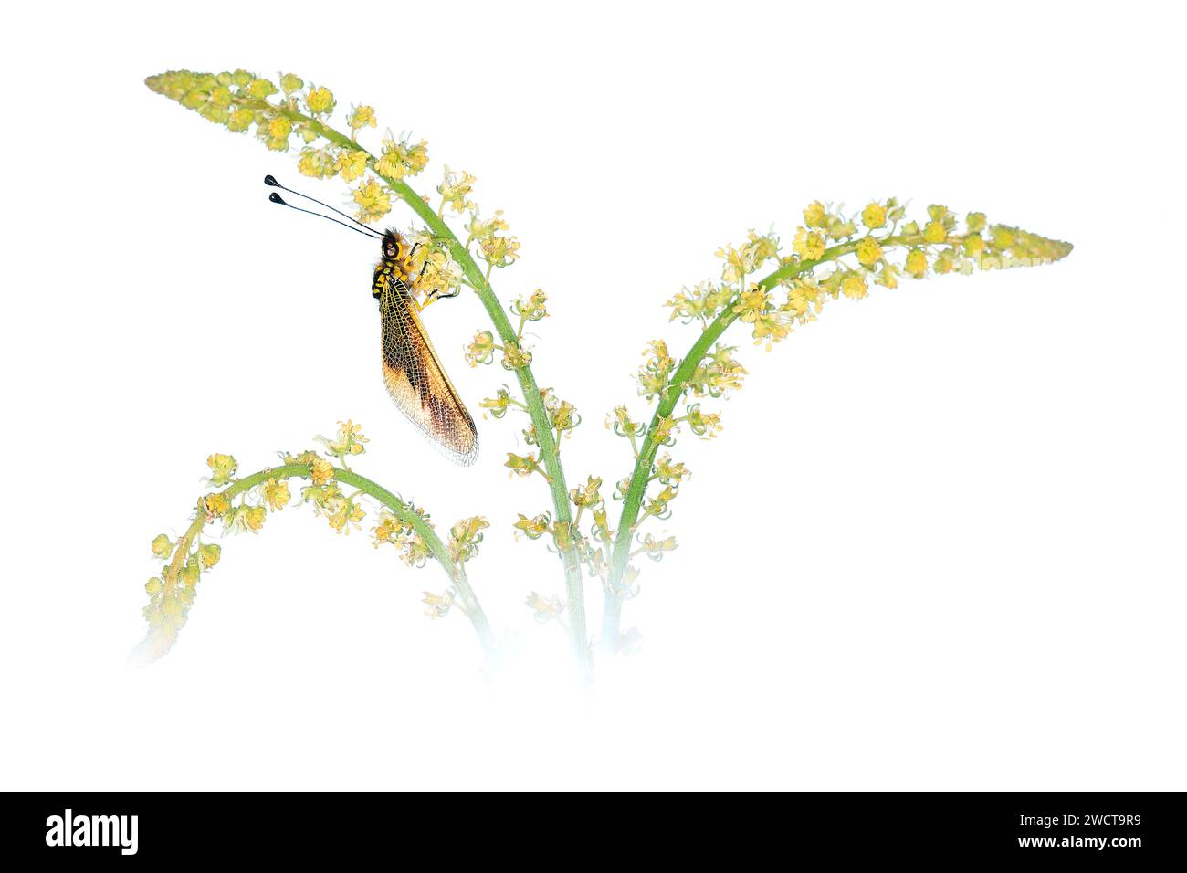 Ein zarter Schmetterling mit verzierten Flügeln liegt auf einem blühenden Zweig auf, der vor reinweißem Hintergrund für einen klaren, minimalistischen Look präsentiert wird. Stockfoto