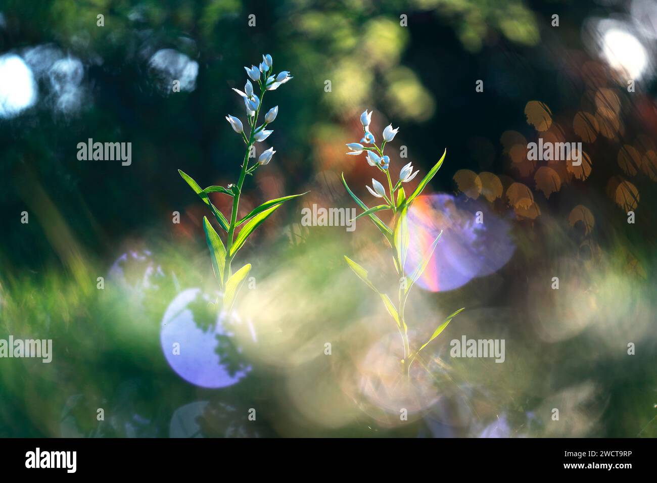 Ätherische weiße Orchideen in sanftem Sonnenlicht mit mystischer Waldkulisse, die durch traumhafte Bokeh-Effekte hervorgehoben wird Stockfoto