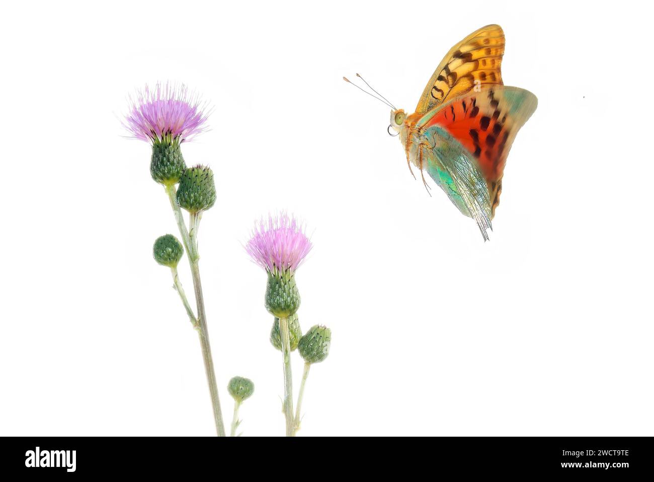 Ein lebendiger Pandora-Schmetterling, der auf einer lila Distelblume vor weißem Hintergrund thront Stockfoto