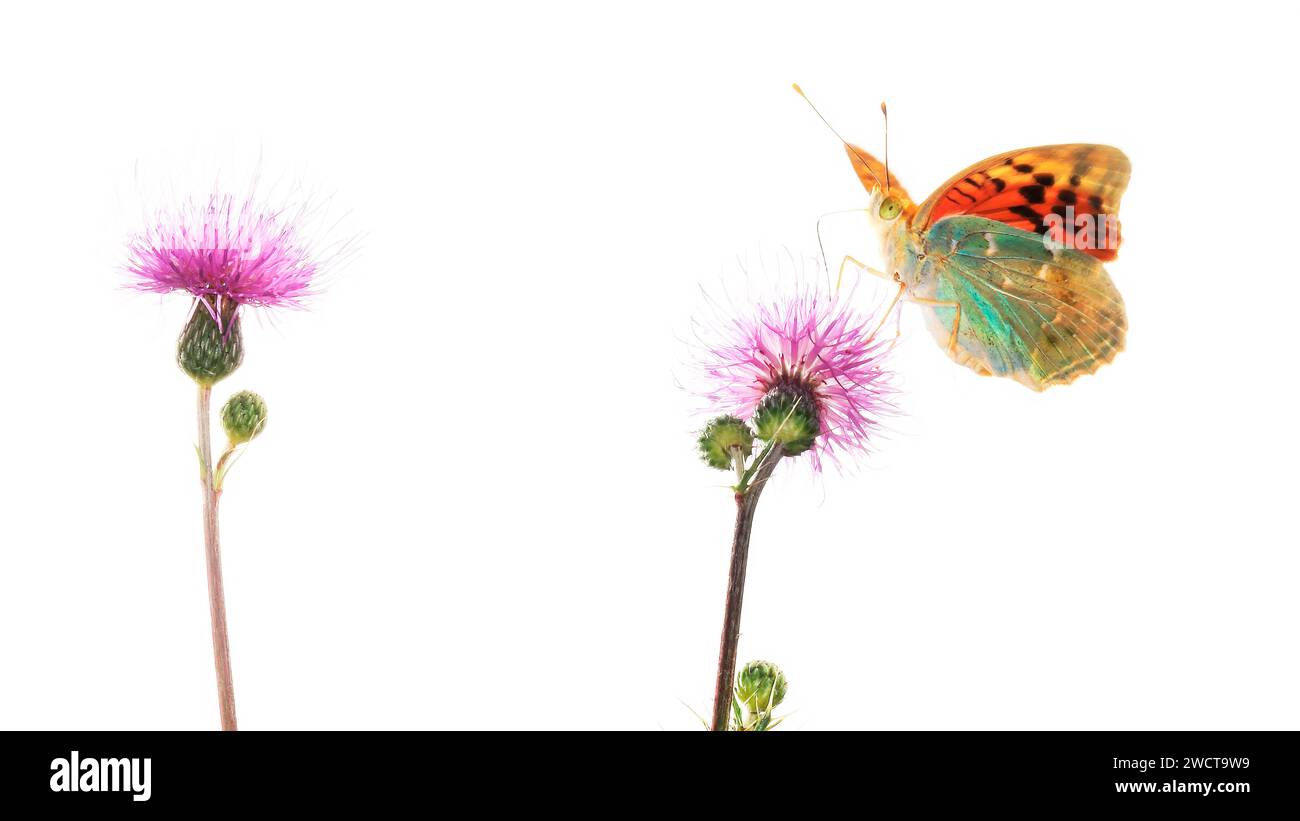 Ein lebendiger Pandora-Schmetterling, der auf einer lila Distelblume vor weißem Hintergrund thront Stockfoto