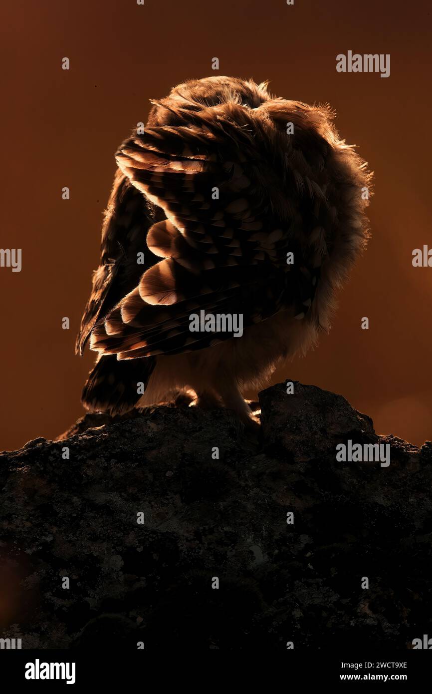 Hinterleuchtete kleine Eulenpflege mit ihren Federn, die in der Abenddämmerung auf einem Felsen gekräuselt sind Stockfoto