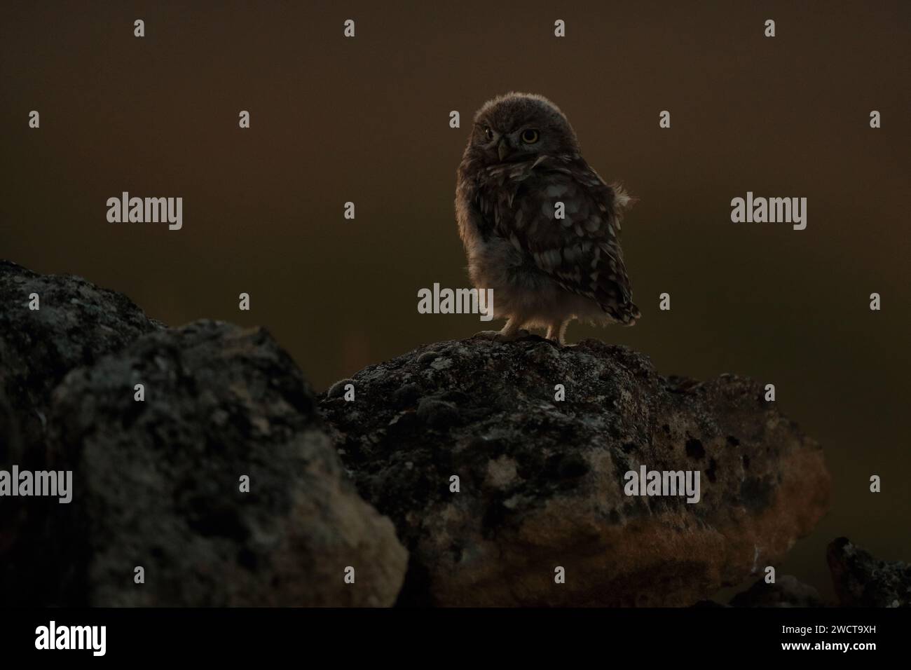 Eine kleine Eule thront bei Sonnenaufgang ruhig auf einem flechtenbedeckten Felsen mit einem weichen, orangen Himmel im Hintergrund Stockfoto