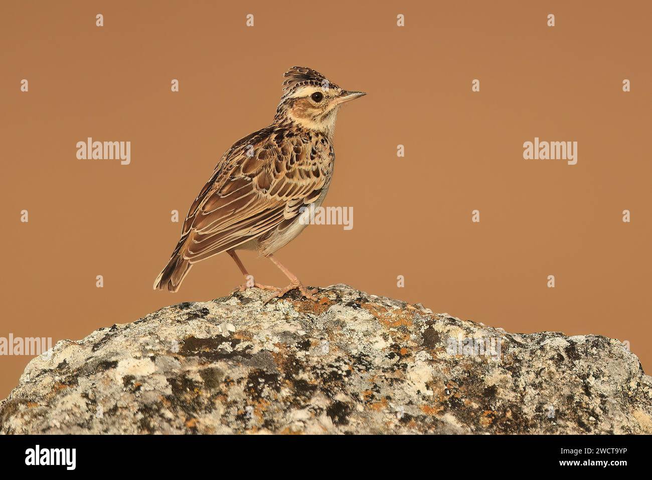 Seitenansicht eines kleinen Vogels mit kompliziertem Gefieder auf einem flechtenbedeckten Felsen vor einem glatten, braunen Hintergrund Stockfoto