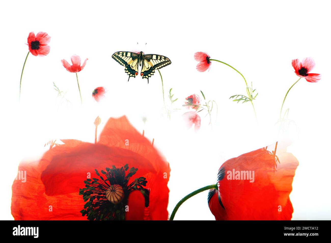 Eine ätherische Komposition mit einem Papilio-Machaon-Schmetterling im Flug zwischen weichen Silhouetten aus rotem Mohn auf einem hellen weißen Hintergrund Stockfoto