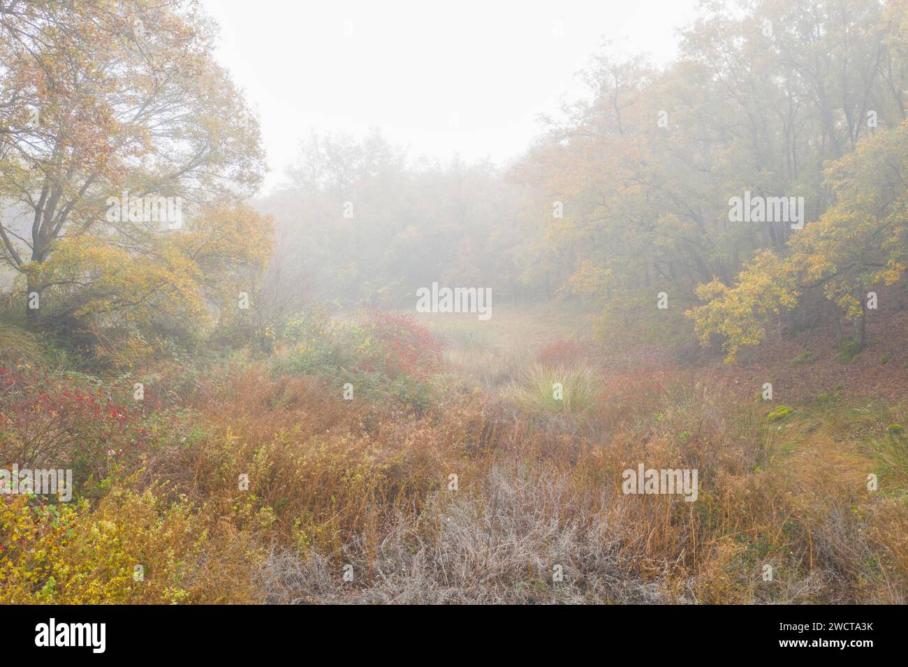 Nebliger Herbstmorgen in Alcarria Wald mit goldenen Blättern und wilden Sträuchern Stockfoto