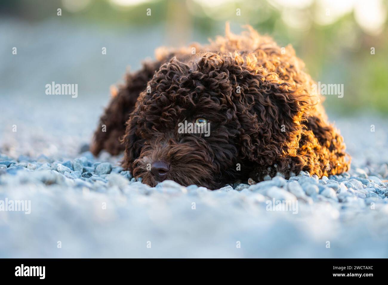 Der junge spanische Wasserhund liegt an einem Kieselstrand, dessen braune Locken sich mit den Steinen abheben und verspielt und neugierig gegen das warme Leuchten aussehen Stockfoto