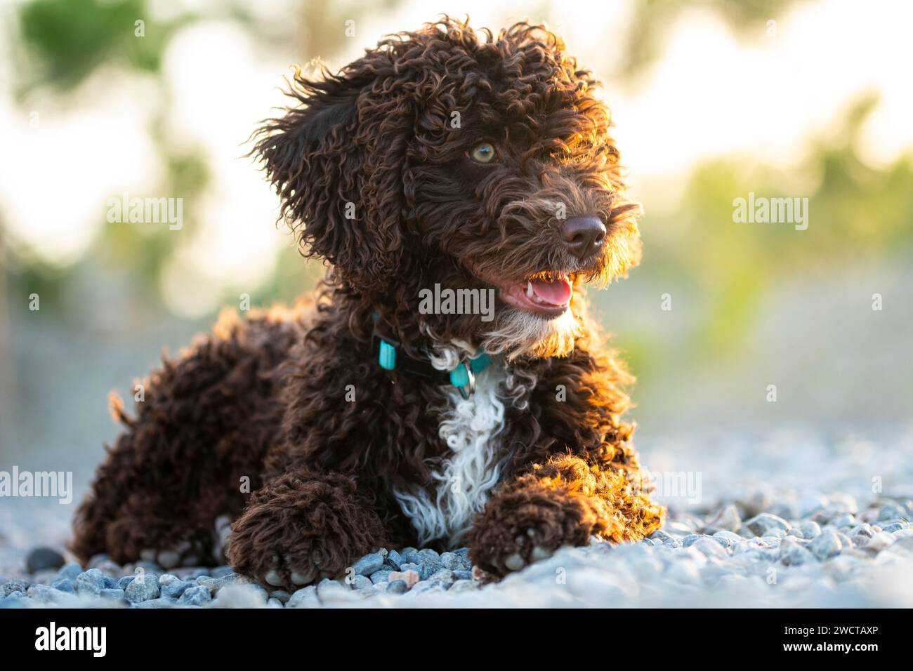 Der junge spanische Wasserhund liegt an einem Kieselstrand, dessen braune Locken sich mit den Steinen abheben und verspielt und neugierig gegen das warme Leuchten aussehen Stockfoto