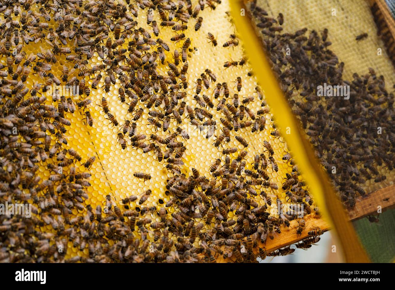 Holzrahmen mit Wabenwabe und sitzenden Bienen bei Tageslicht Stockfoto