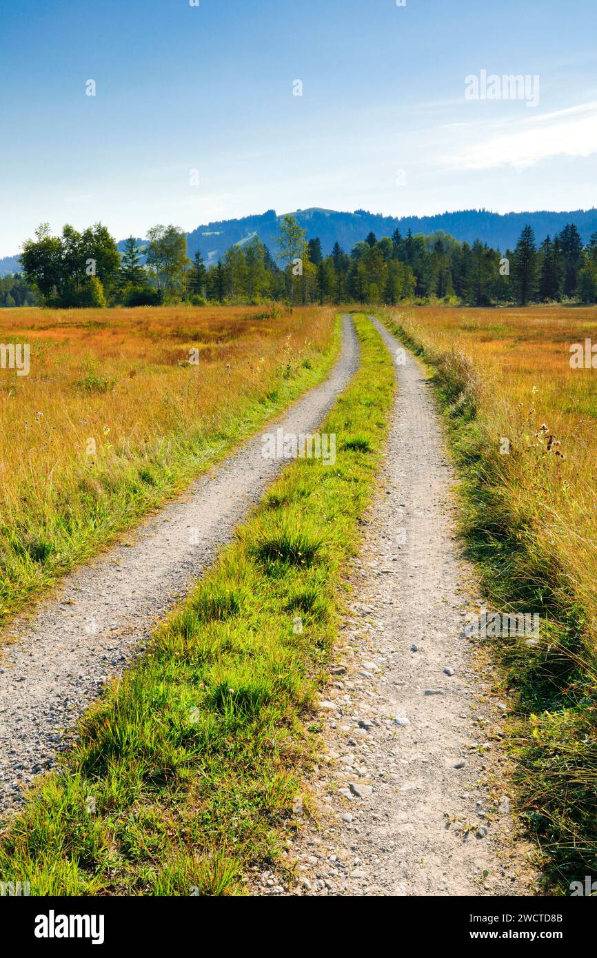 Feldstrasse führt durch das Rothenthurmer Hochmoor, Schwyz, Schweiz Stockfoto