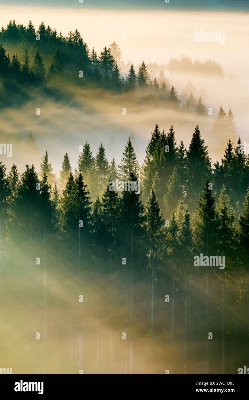 Nebelschwaden und Wald in Oberägeri im Kanton Zug, Schweiz Stockfoto