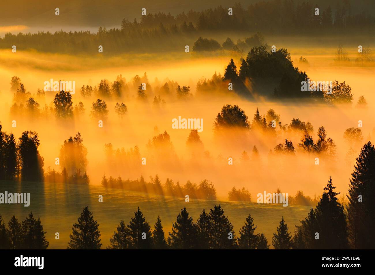 Nebelschwaden und Wald beim Hochmoor Rothenthurm, Kanton Schyz, Schweiz Stockfoto