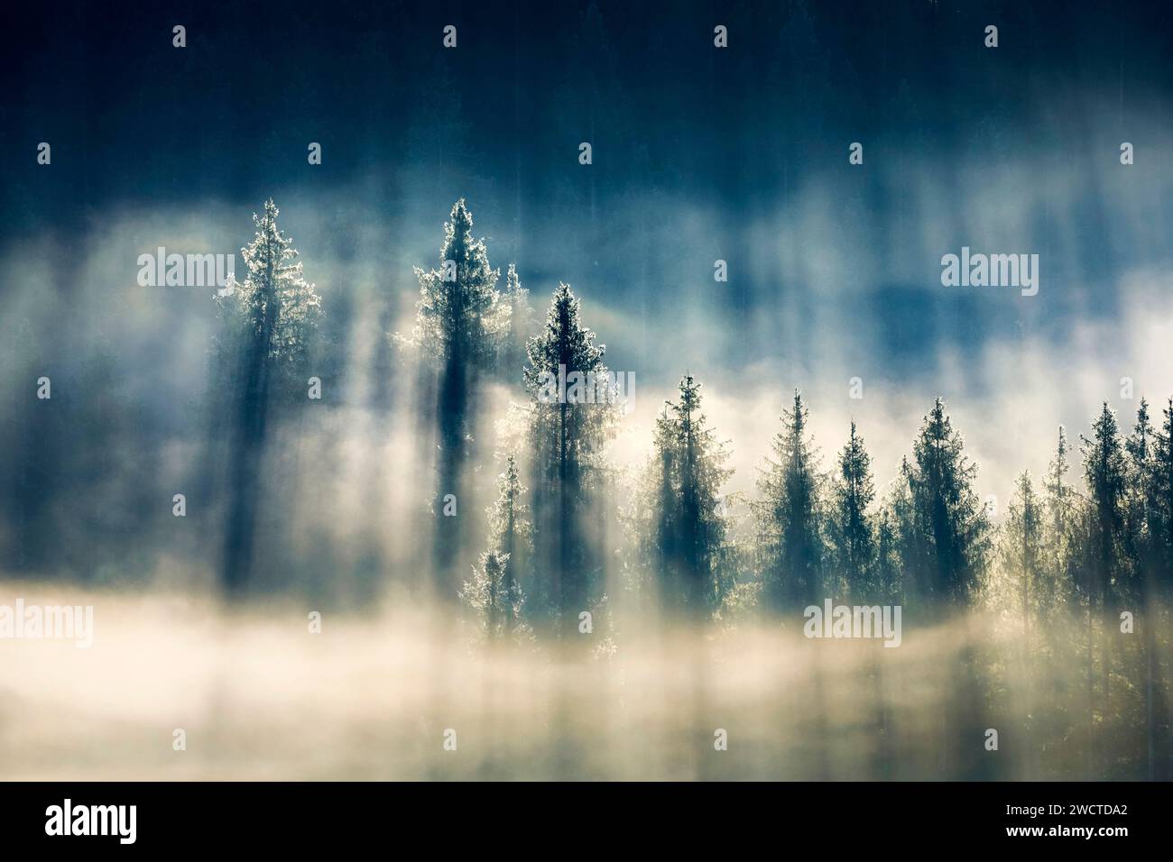 Nebelschwaden und Wald in Oberägeri im Kanton Zug, Schweiz Stockfoto