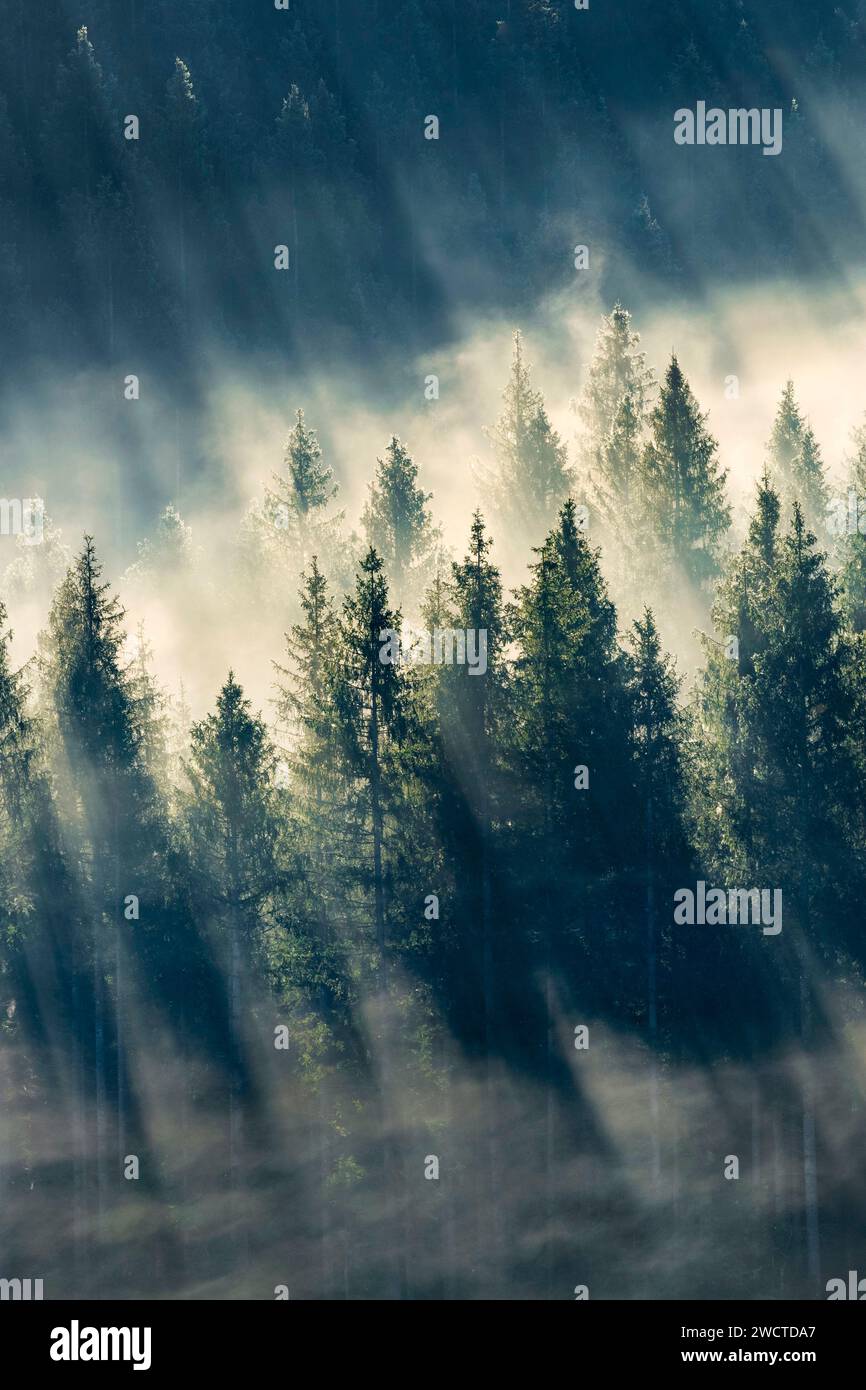 Nebelschwaden und Wald in Oberägeri im Kanton Zug, Schweiz Stockfoto