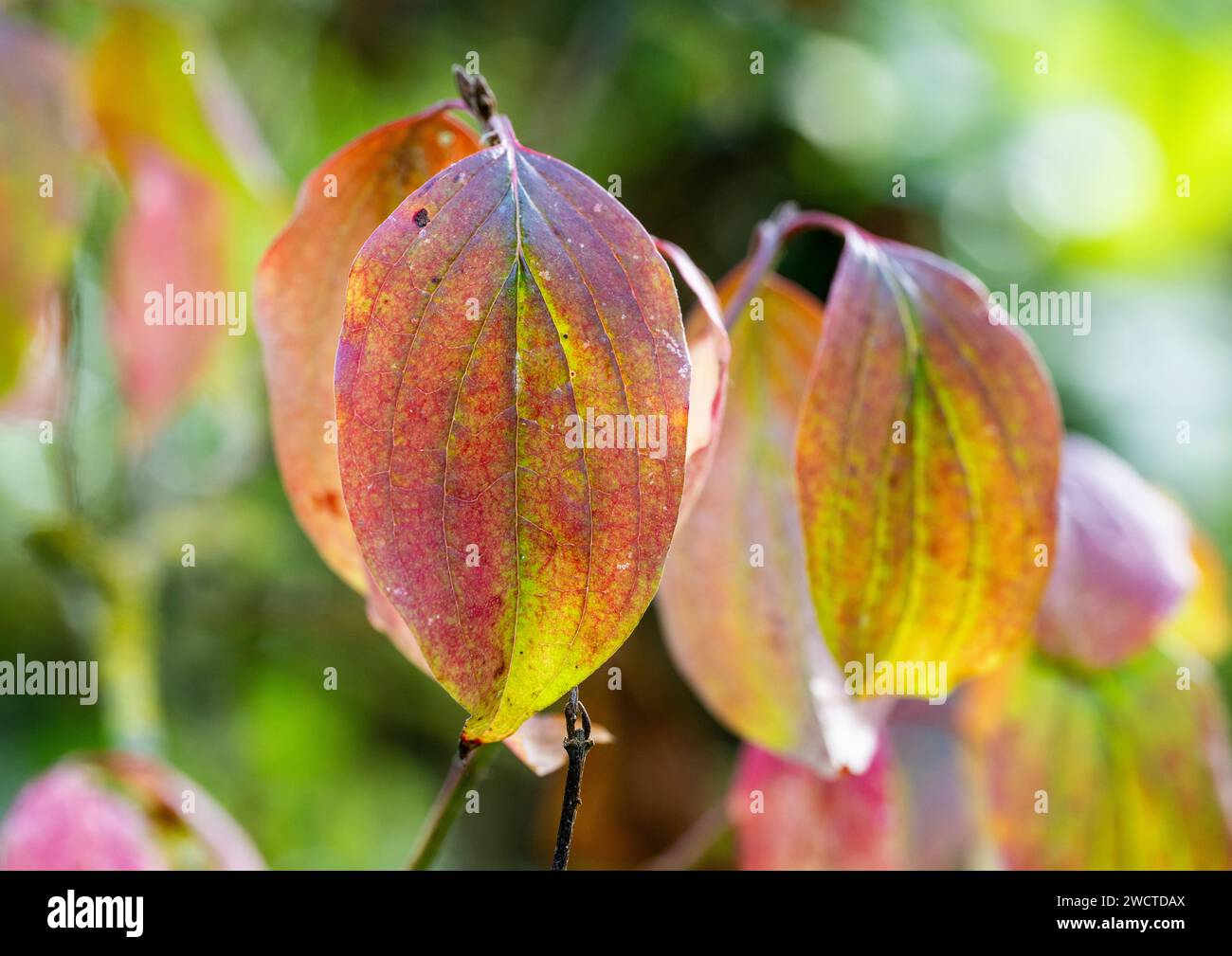 Eine Nahaufnahme von bunten Laubblättern aus Hartholz (Cornus sanguinea), die bei Herbstsonne hinterleuchtet sind, Peterborough, Cambridgeshire, England, Großbritannien Stockfoto