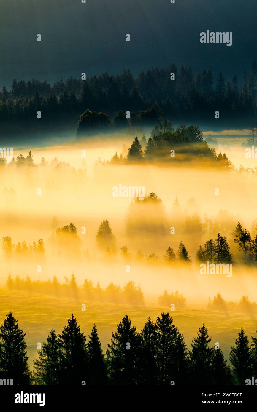 Nebelschwaden und Wald beim Hochmoor Rothenthurm, Kanton Schyz, Schweiz Stockfoto