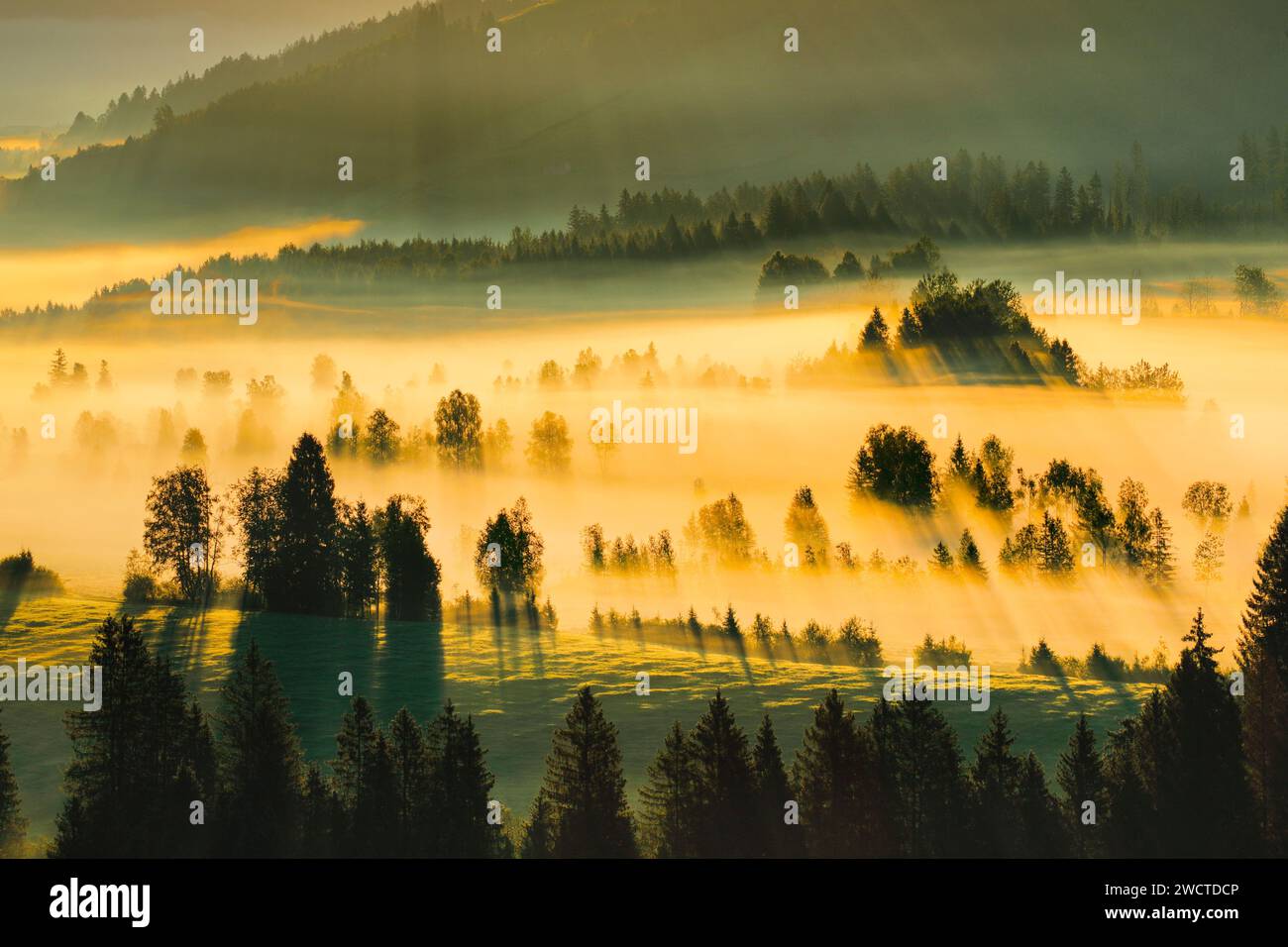 Nebelschwaden und Wald beim Hochmoor Rothenthurm, Kanton Schyz, Schweiz Stockfoto