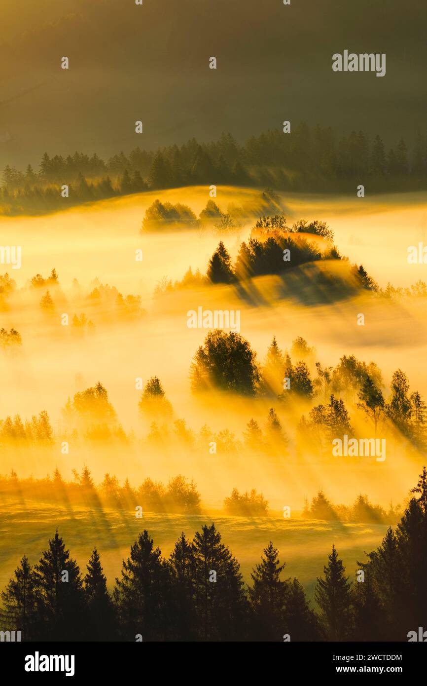 Nebelschwaden und Wald beim Hochmoor Rothenthurm, Kanton Schyz, Schweiz Stockfoto