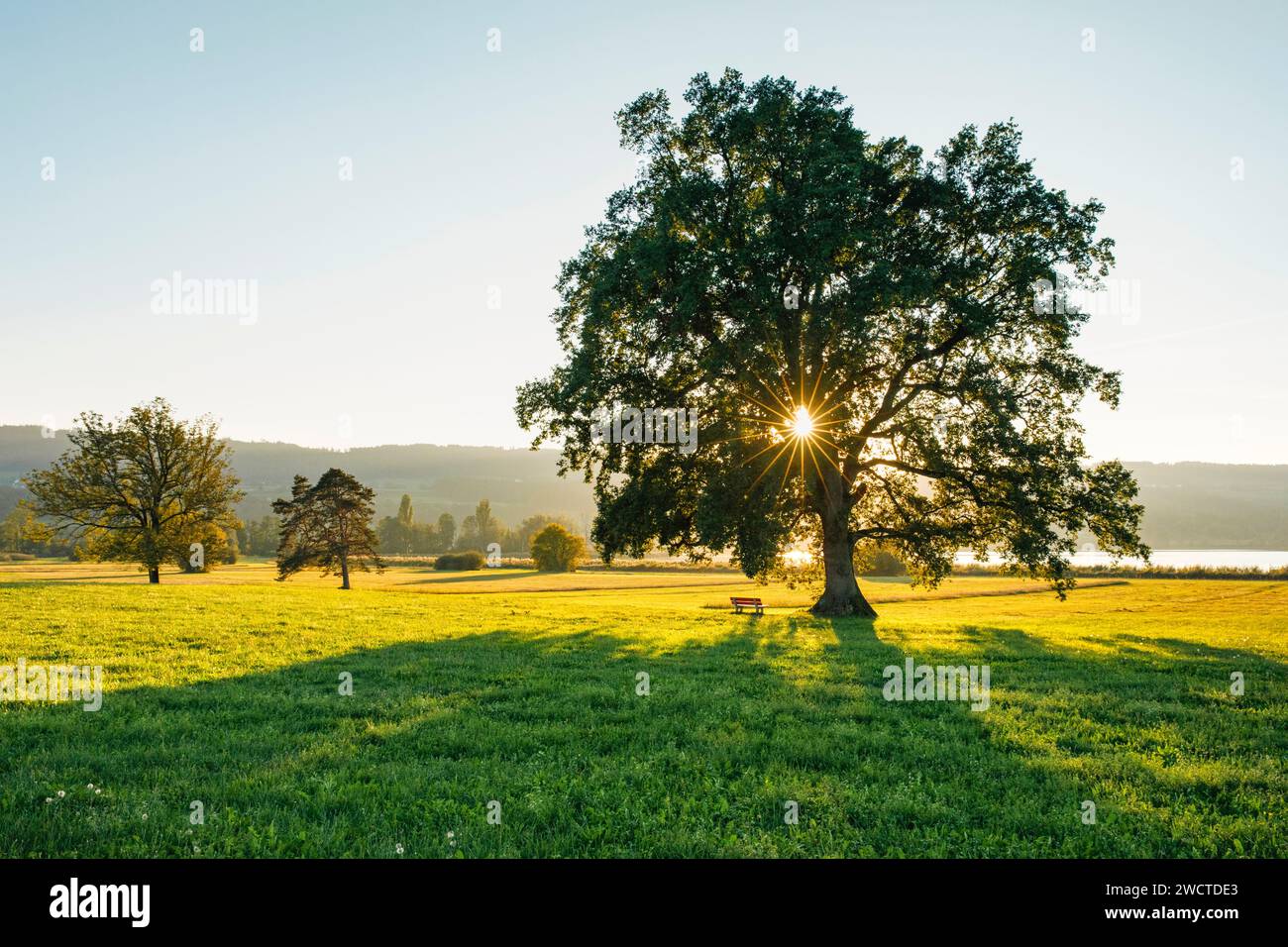 Große Eiche im Gegenlicht am Greifensee im Kanton Zürich, Schweiz Stockfoto