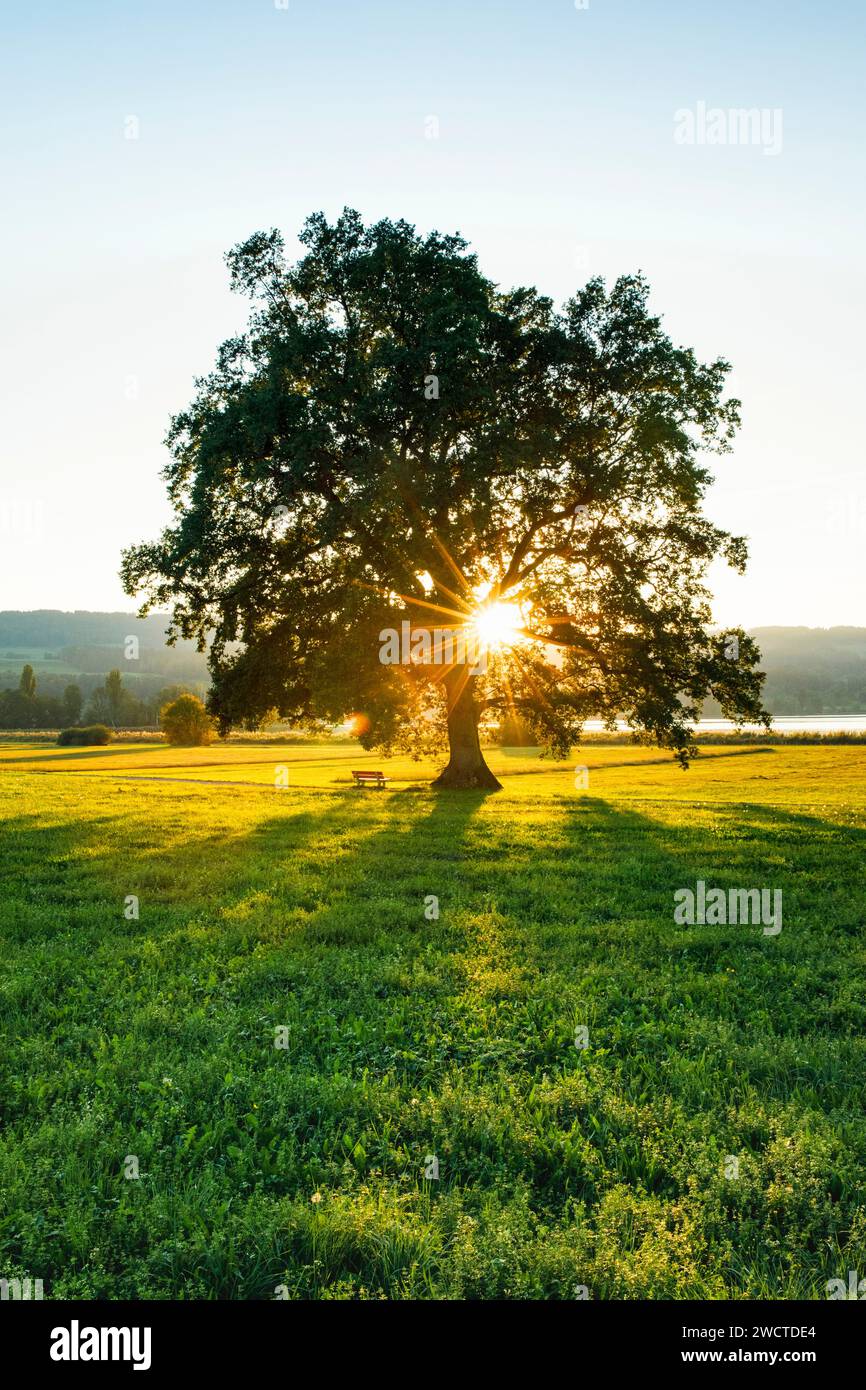 Große Eiche im Gegenlicht am Greifensee im Kanton Zürich, Schweiz Stockfoto