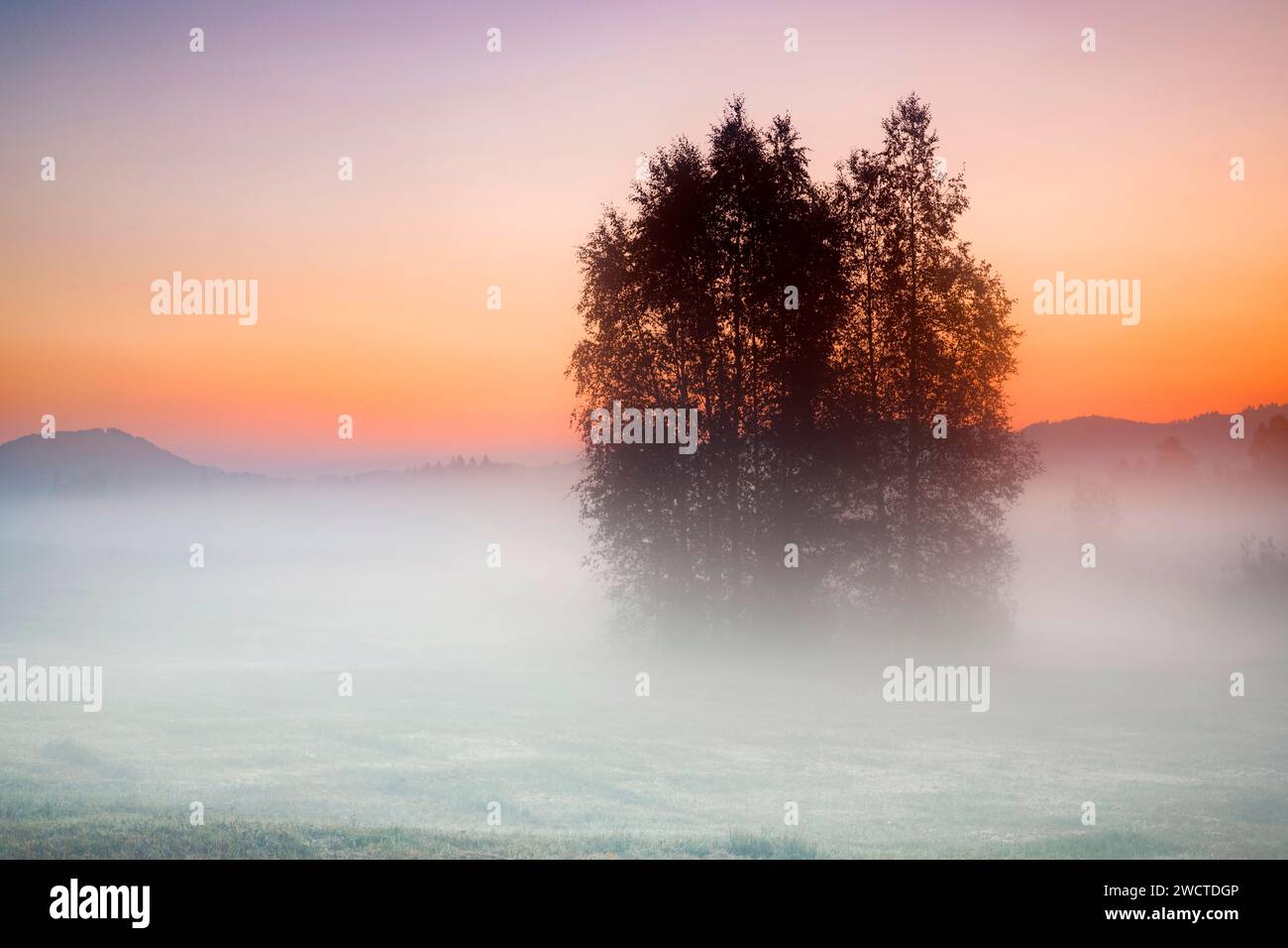Birken im herbstlichen Hochmoor Rothenthurm bei Sonnenaufgang, Kanton Schyz, Schweiz Stockfoto