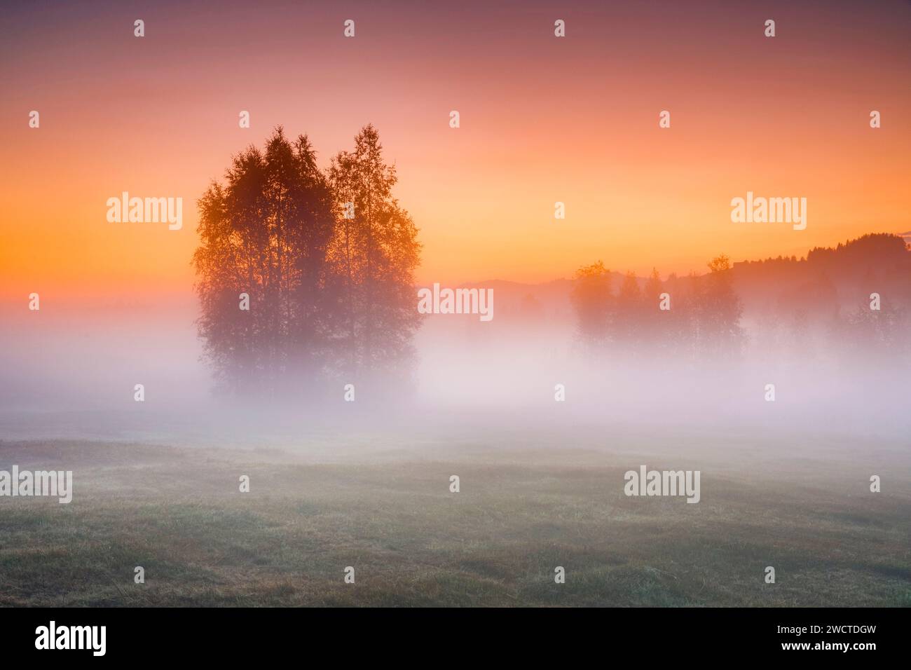 Birken im herbstlichen Hochmoor Rothenthurm bei Sonnenaufgang, Kanton Schyz, Schweiz Stockfoto