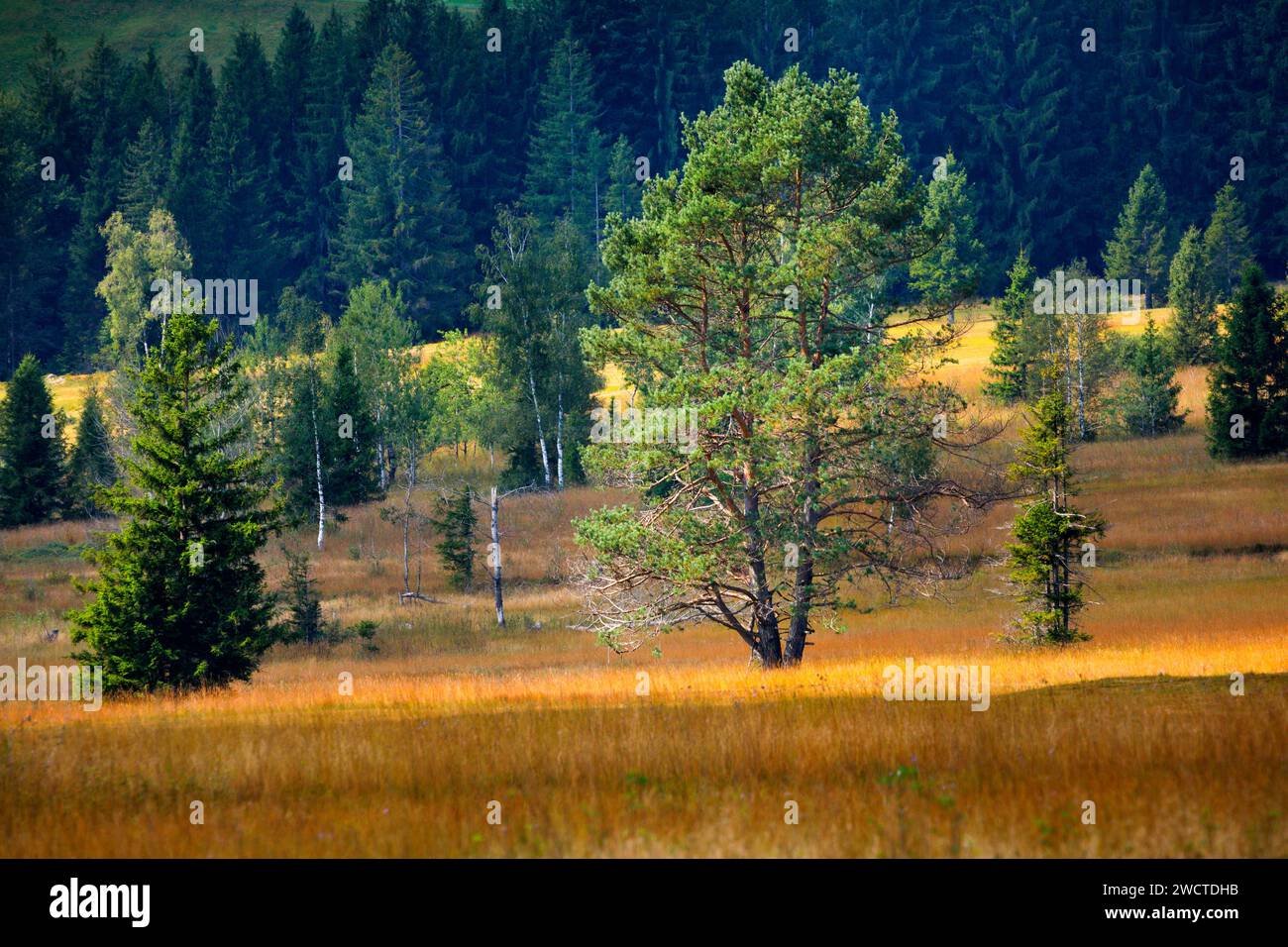 Alte Kiefer und Fichten im Hochmoor Rothenthurm. Kanton Schyz, Schweiz Stockfoto