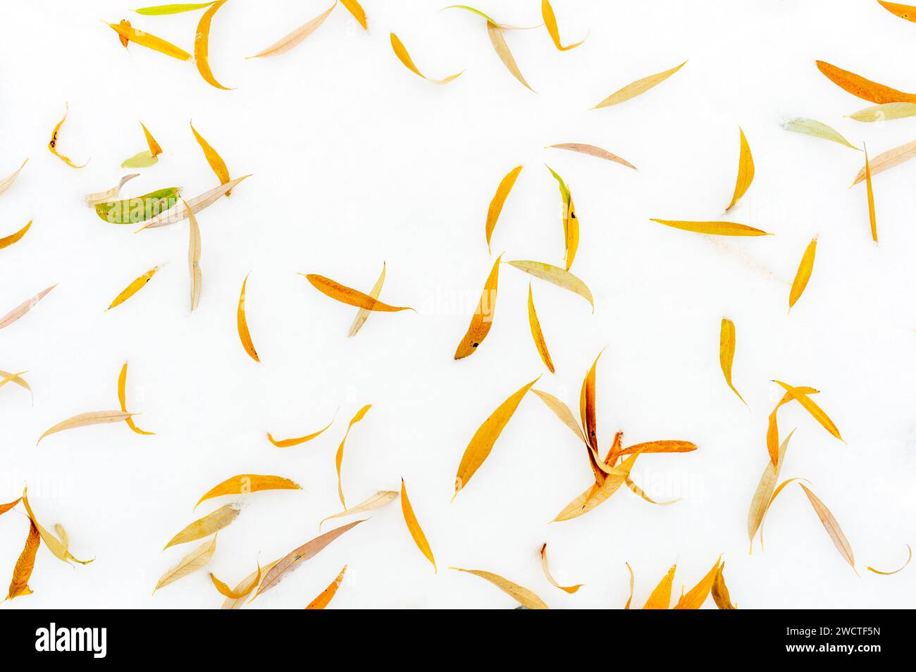 Farbige gelbe Herbstblätter liegen auf Schneeoberfläche, Deutschland. Stockfoto