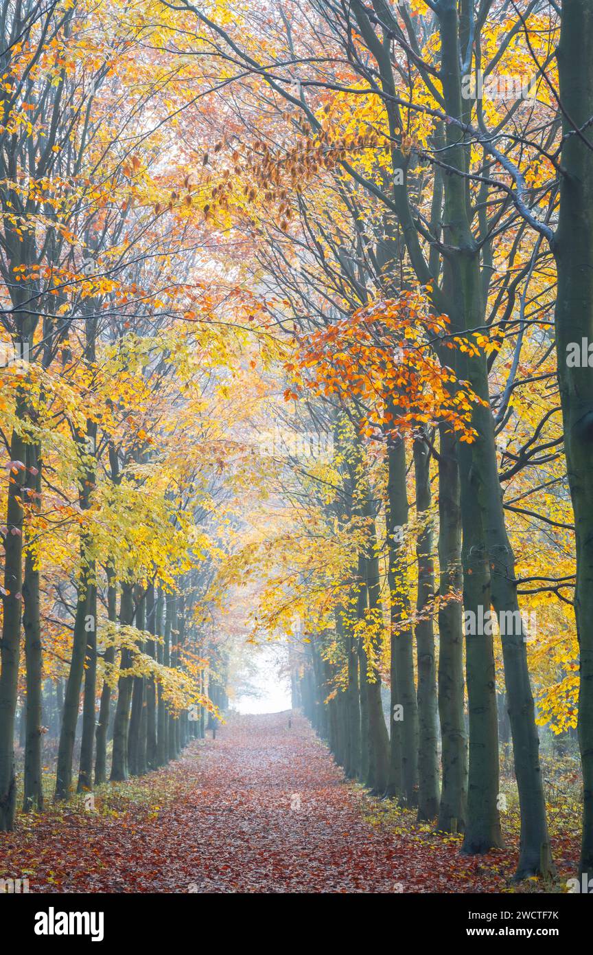 Wanderweg im Nebel im farbenfrohen Herbstwald, Heemstede, Niederlande. Stockfoto