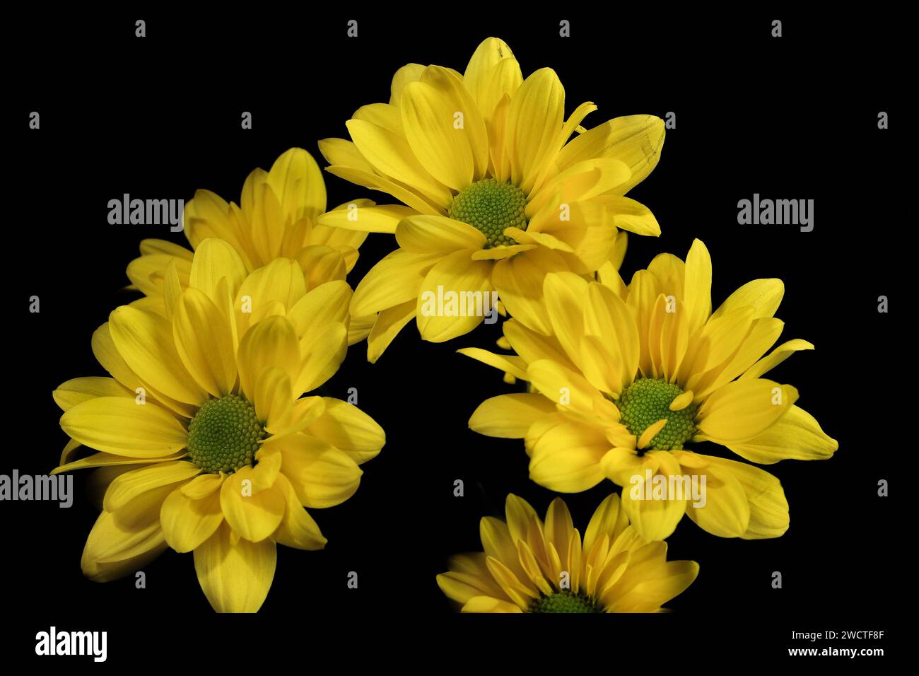 Chrysantheme lavandulifolium Blüten mit gelben Blütenblättern im Innenbereich mit dunklem Hintergrund Stockfoto