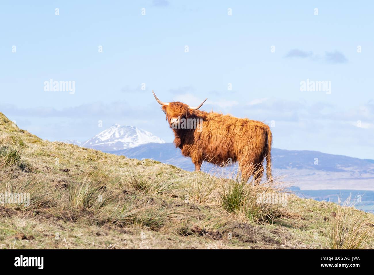 Highland Cow Scotland mit Ben Lomond in der Ferne Stockfoto