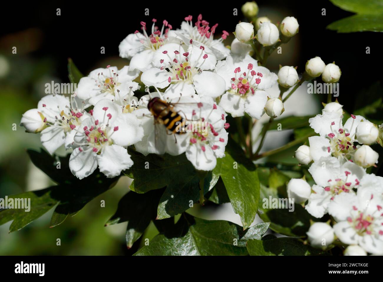 Weißdornblüte (Crataegus monogyna), Weißdorn ist auch als Maibaum bekannt, weil seine Blüten im Mai blühen, Stockfoto