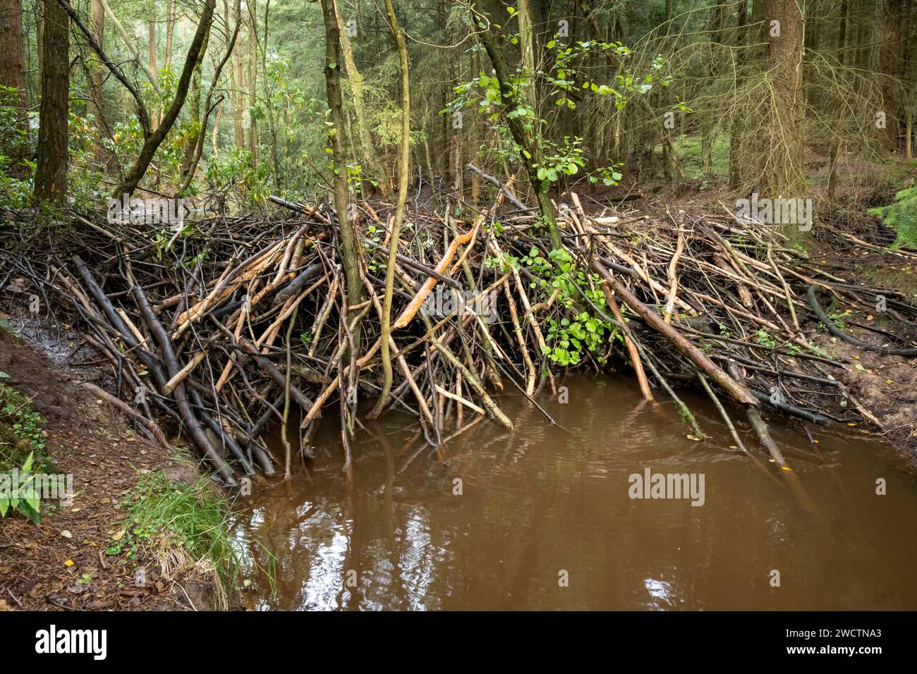 Ein Biberdamm im Wald von Cropton. Stockfoto