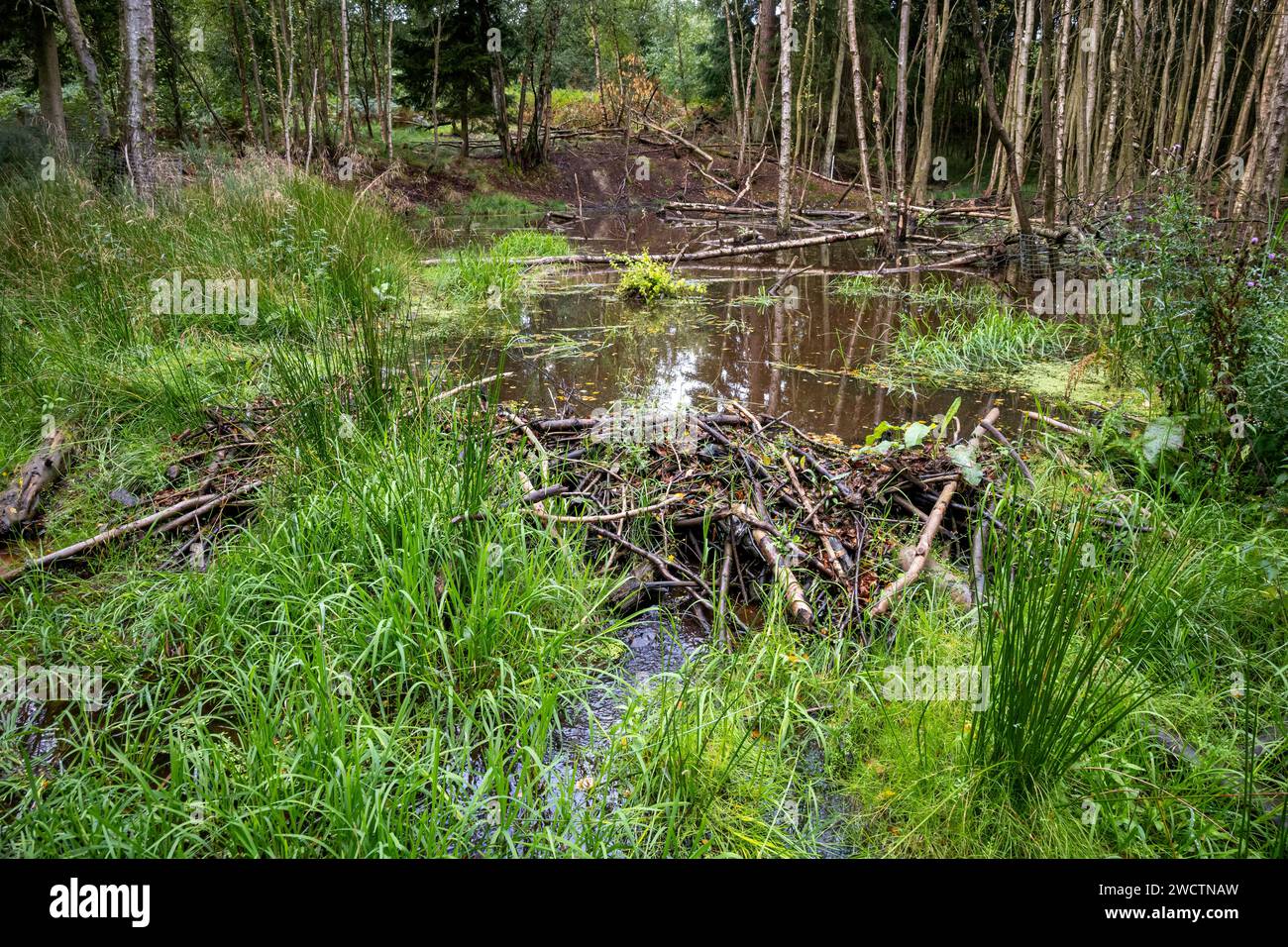 Ein Biberdamm im Wald von Cropton. Stockfoto